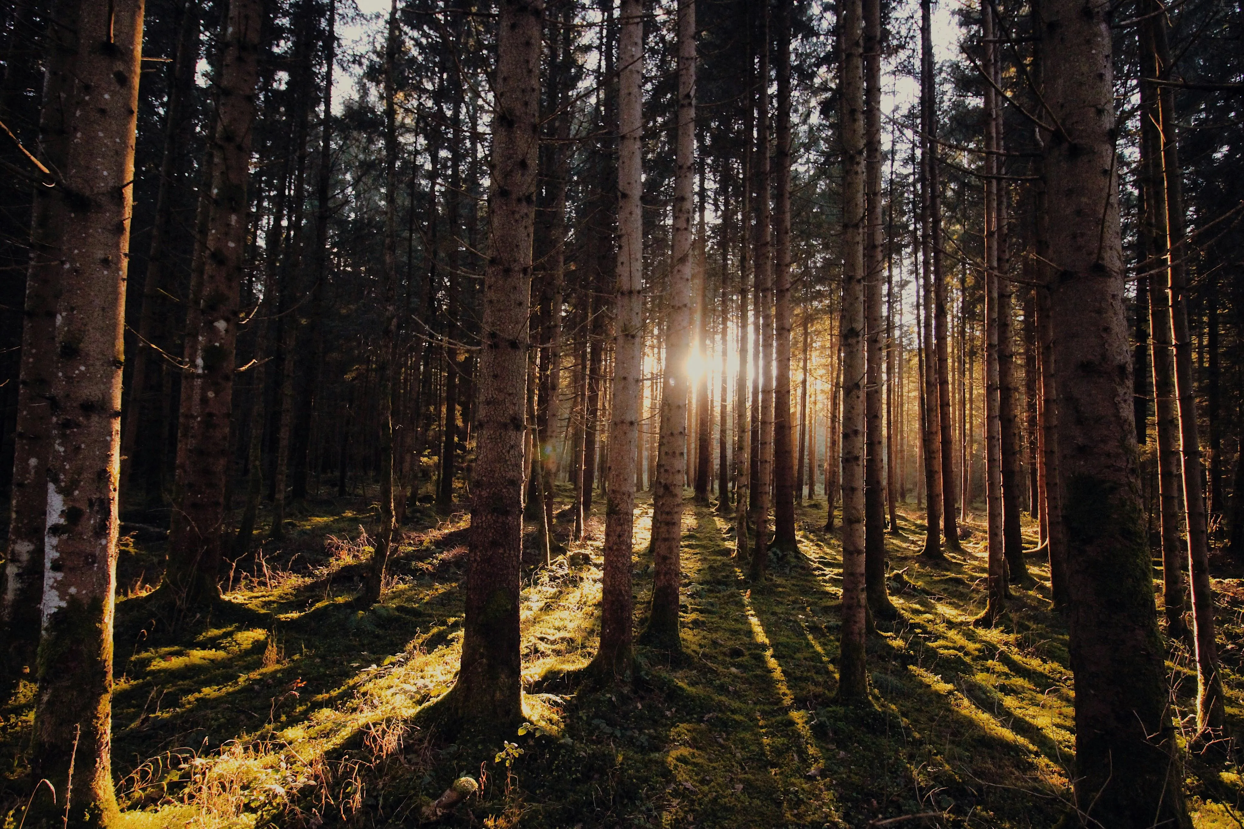 Sunrise Shining Through Pine Trees in Calm and Quiet Forest