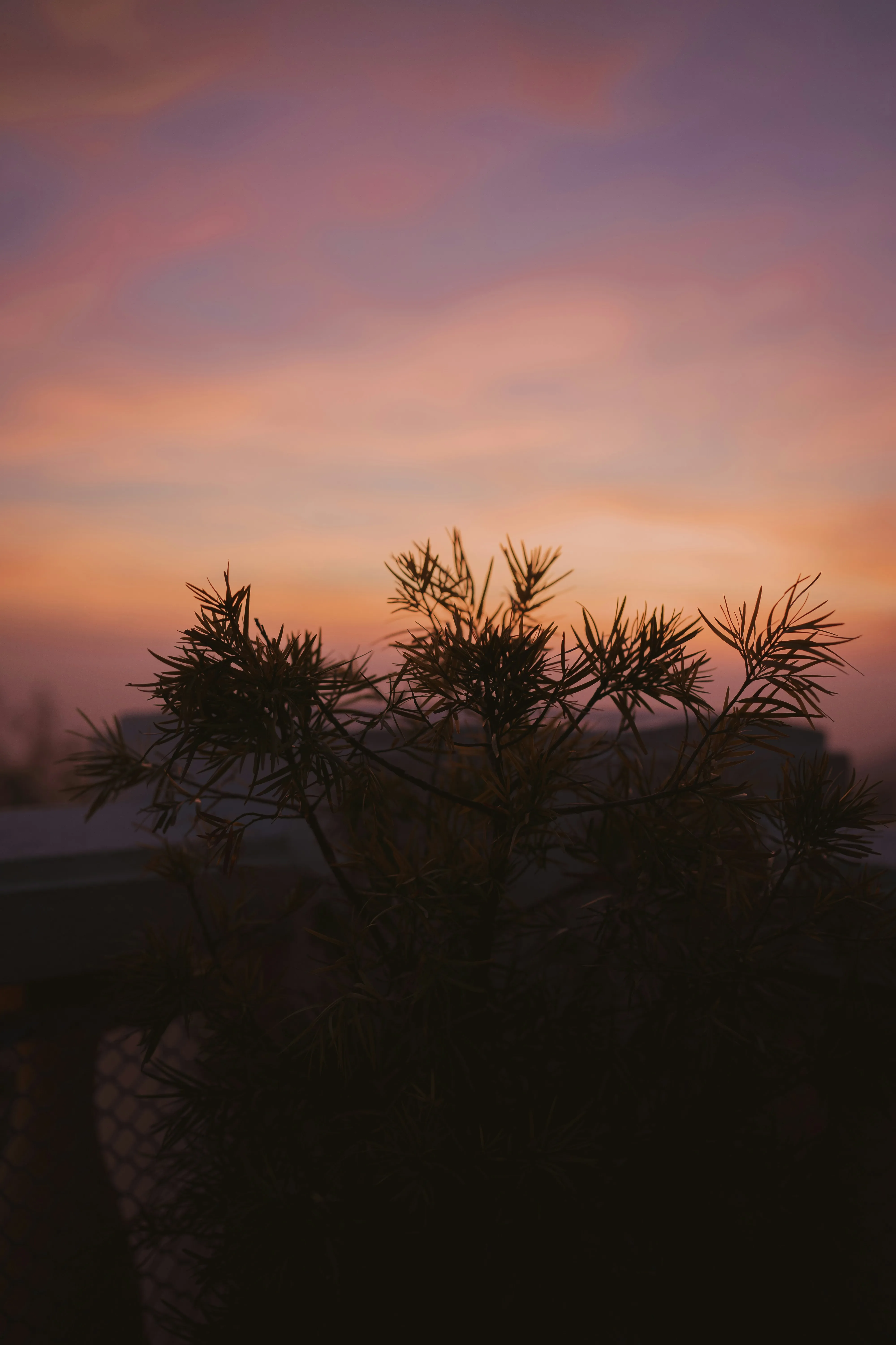 Sunset Behind Silhouetted Trees with Colorful Sky Wallpaper