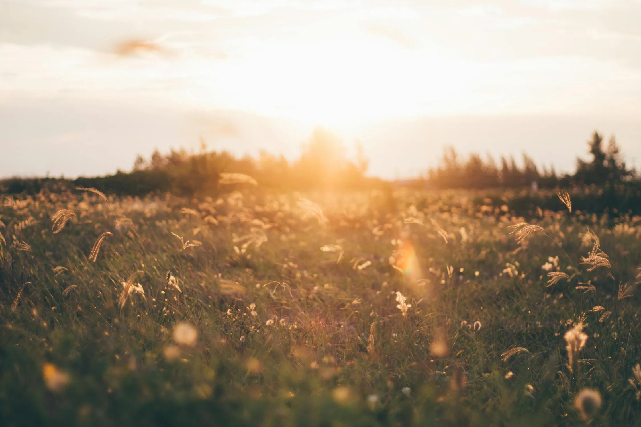 Sunset Over Meadow with Golden Sunlight and Clouds Image