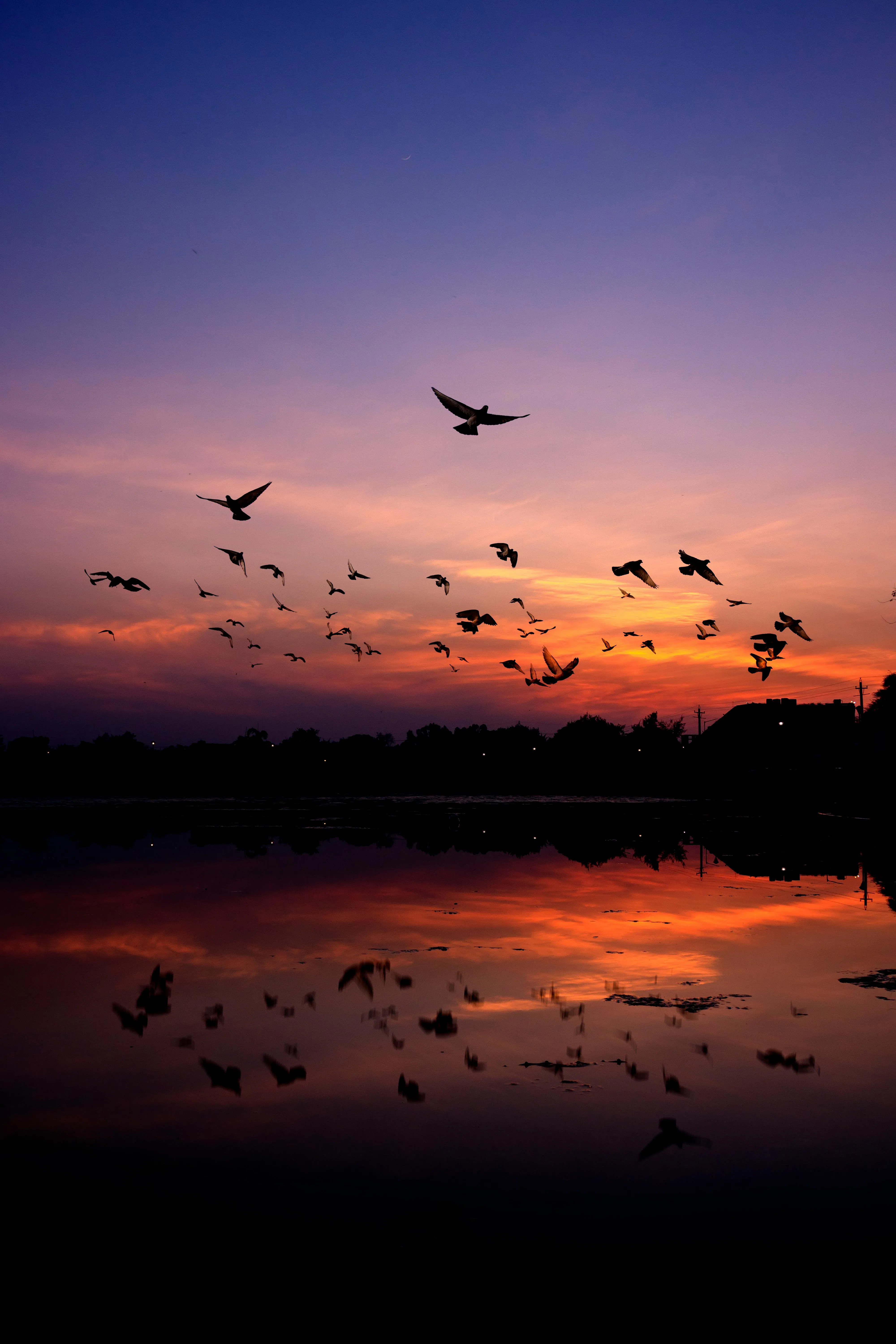 Sunset Over Water with Silhouetted Trees and Flying Birds