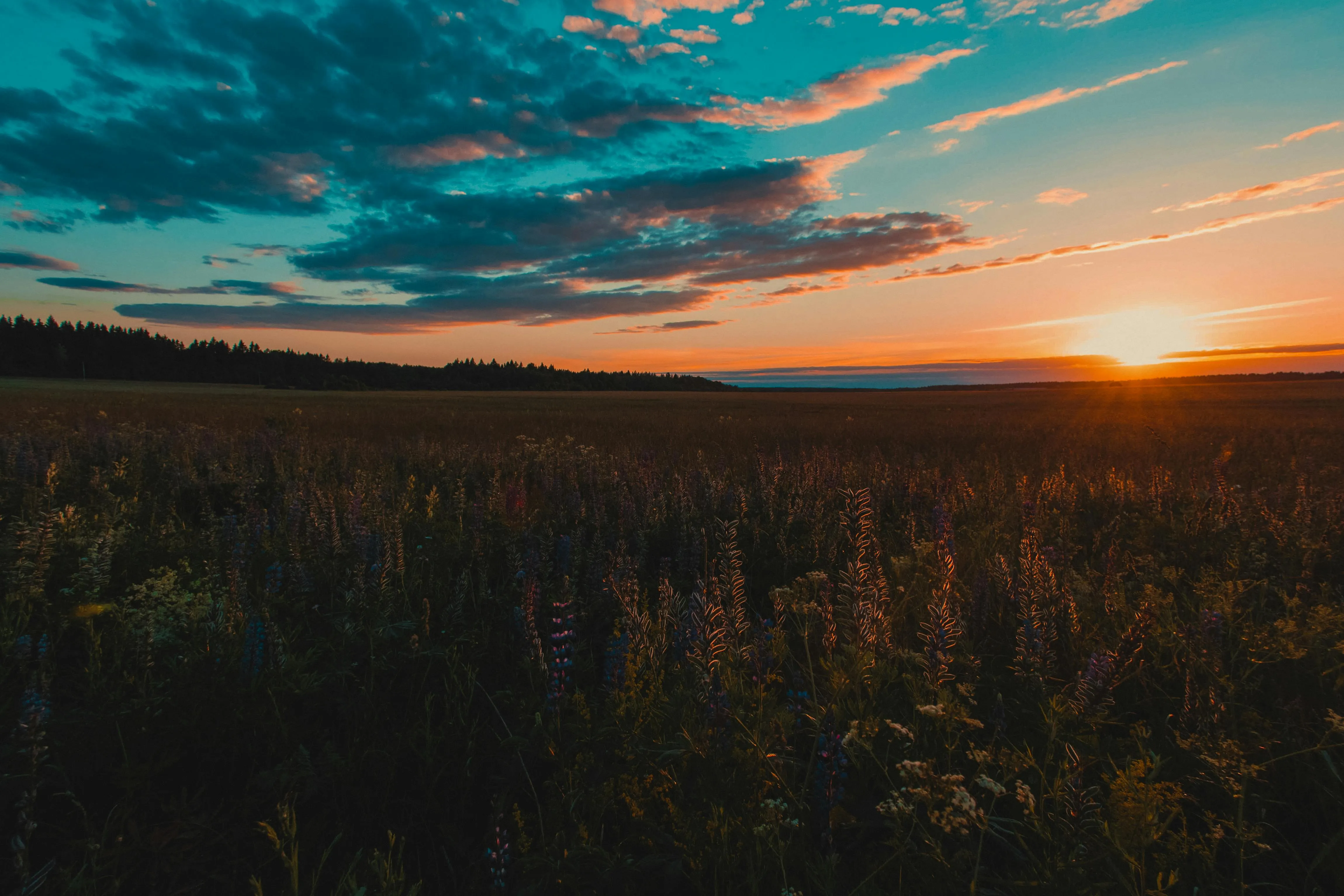 Sunset Over Wildflower Field with a Dramatic Colorful Sky