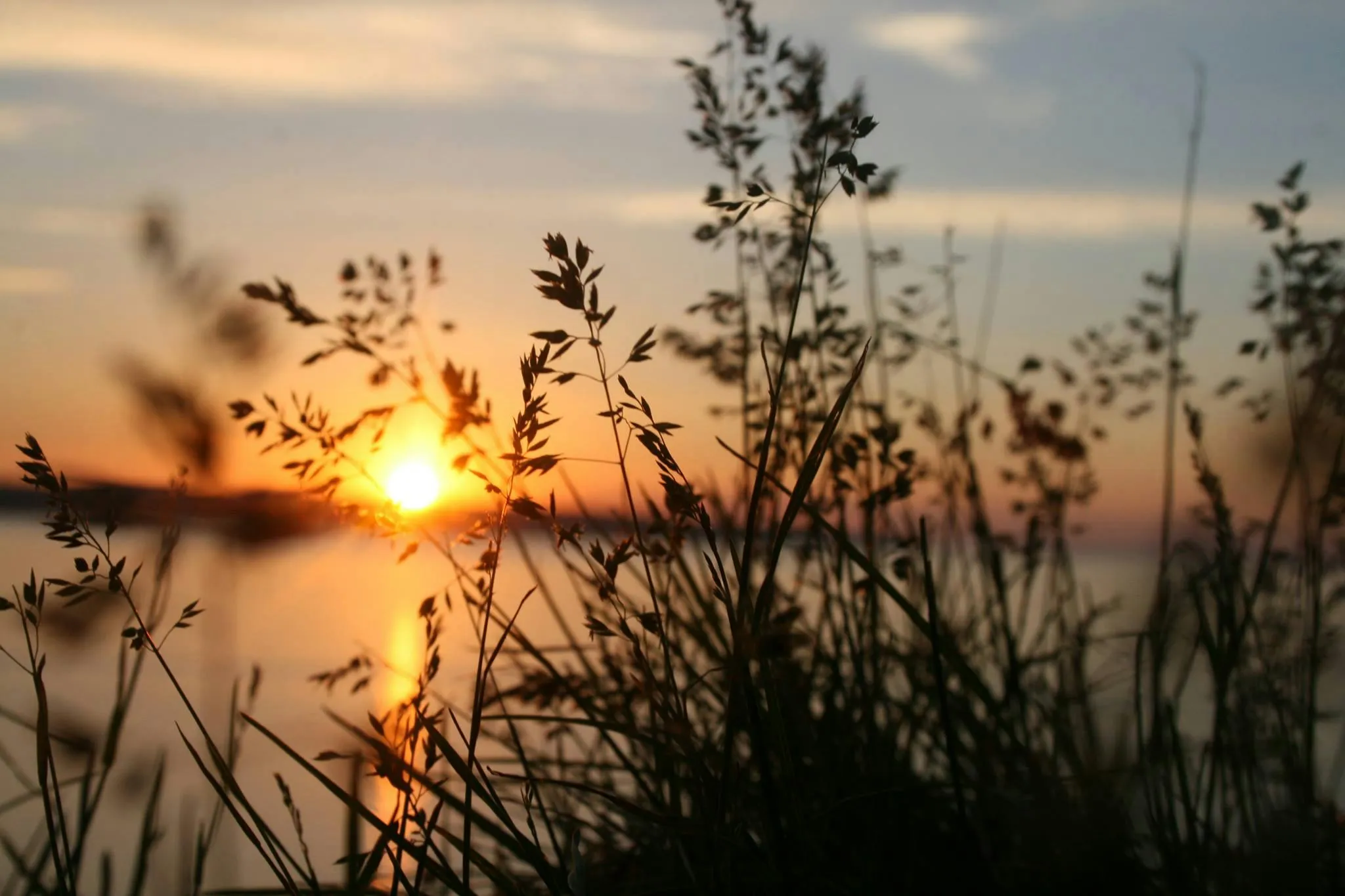 Sunset Silhouette of Tall Grasses with Calm Water Reflection