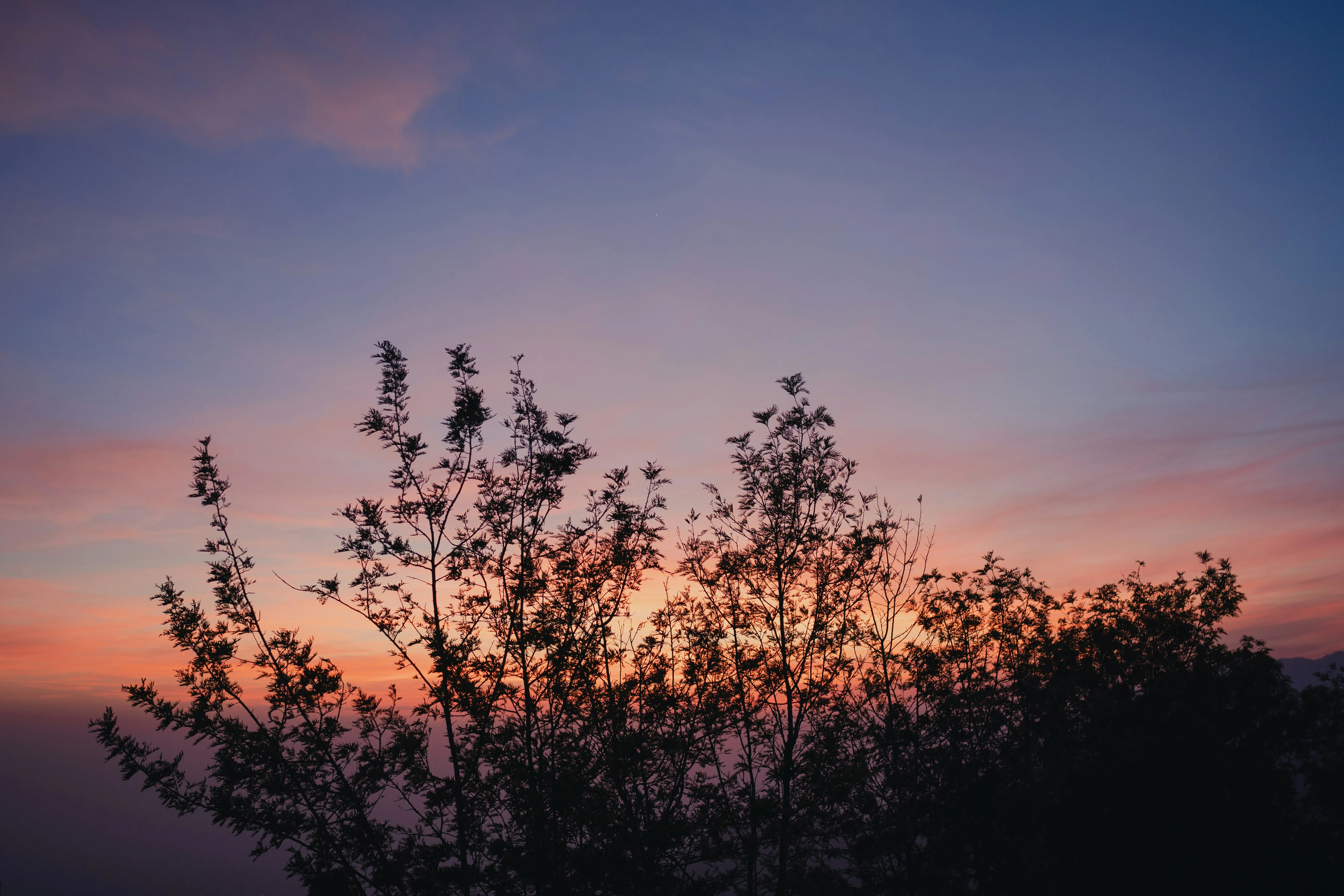 Sunset Sky with Silhouetted Tree Branches and Warm Colors
