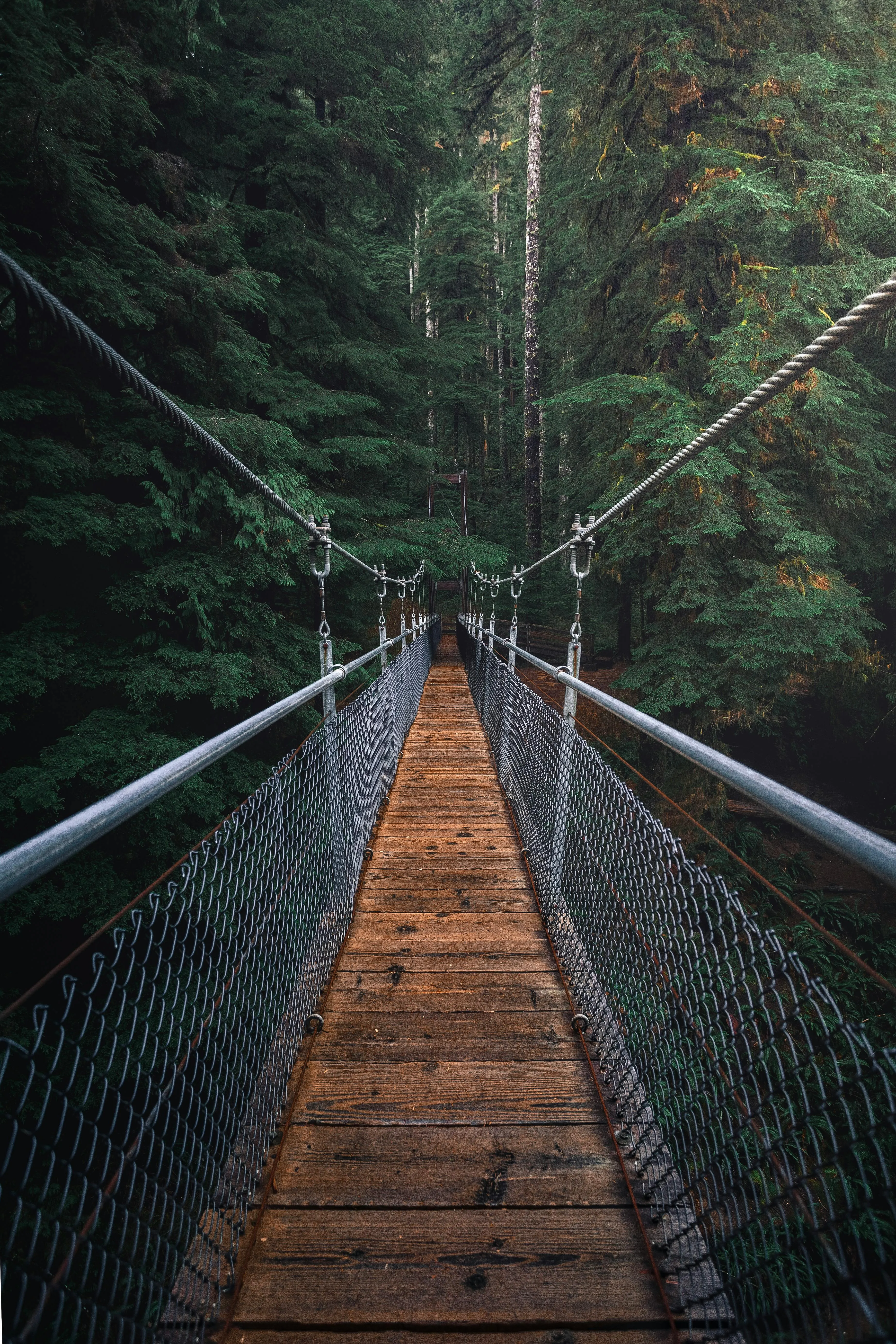 Suspended Wooden Bridge Crossing Deep Green Forest Wallpaper