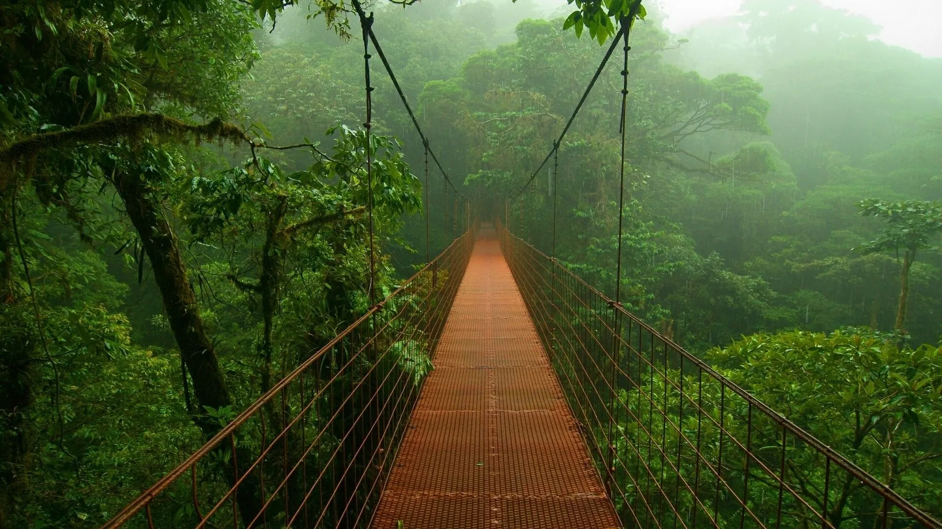 Suspension Bridge Over Lush Jungle in Early Morning Fog
