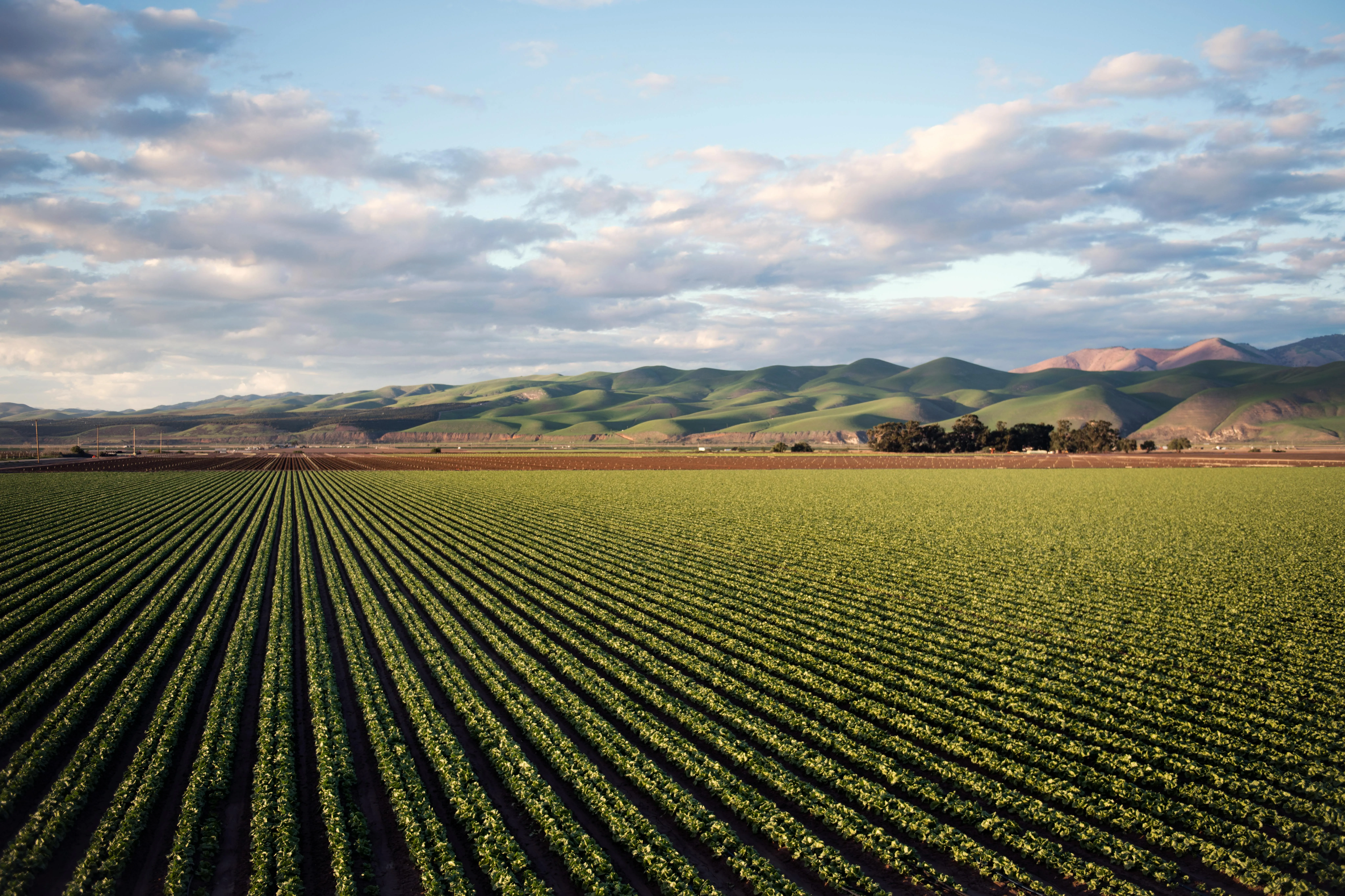 Symmetrical Farm Rows Under Blue Sky and Clouds Wallpaper