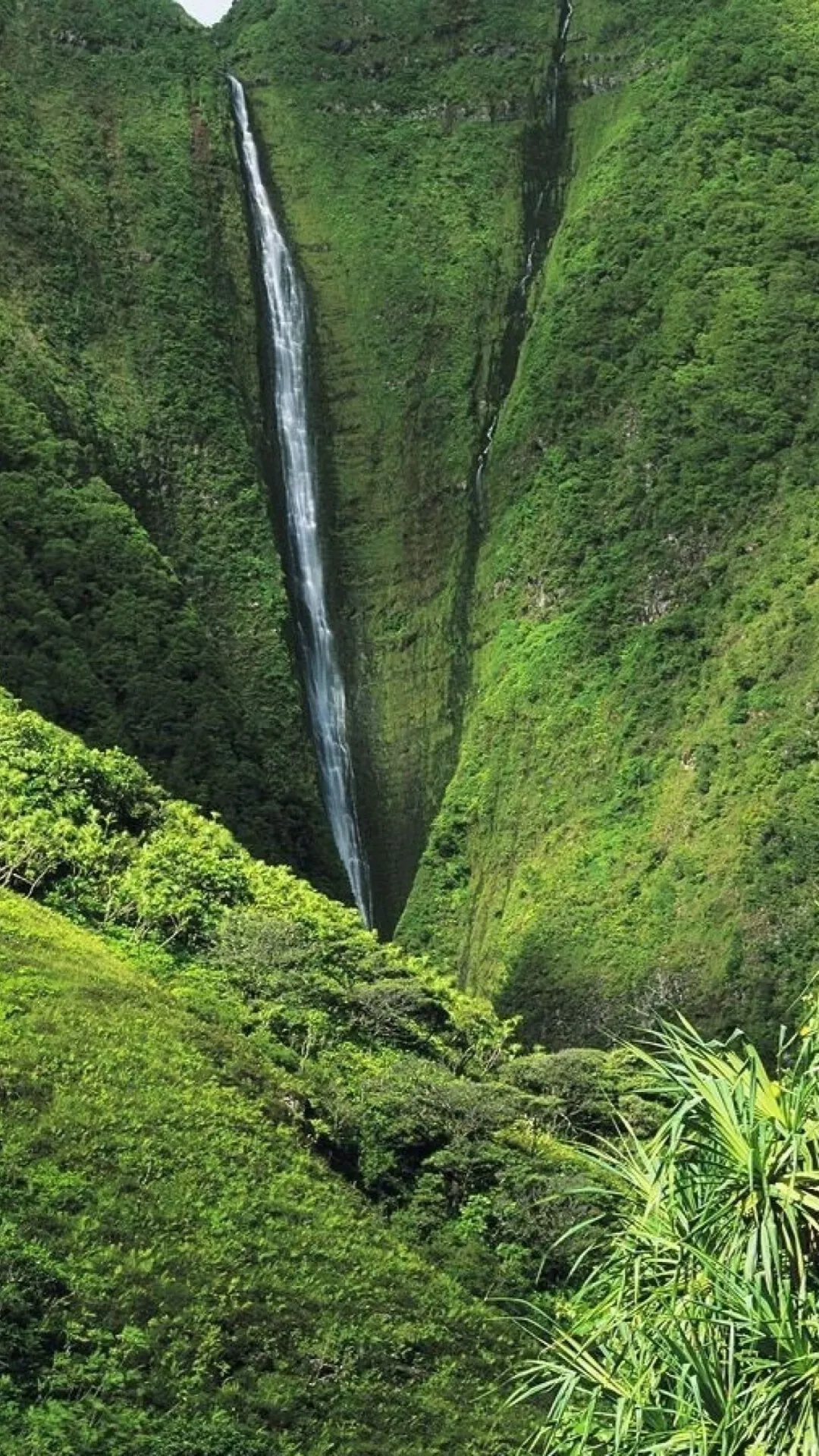 Tall Narrow Waterfall Flows Through a Green Forest Valley