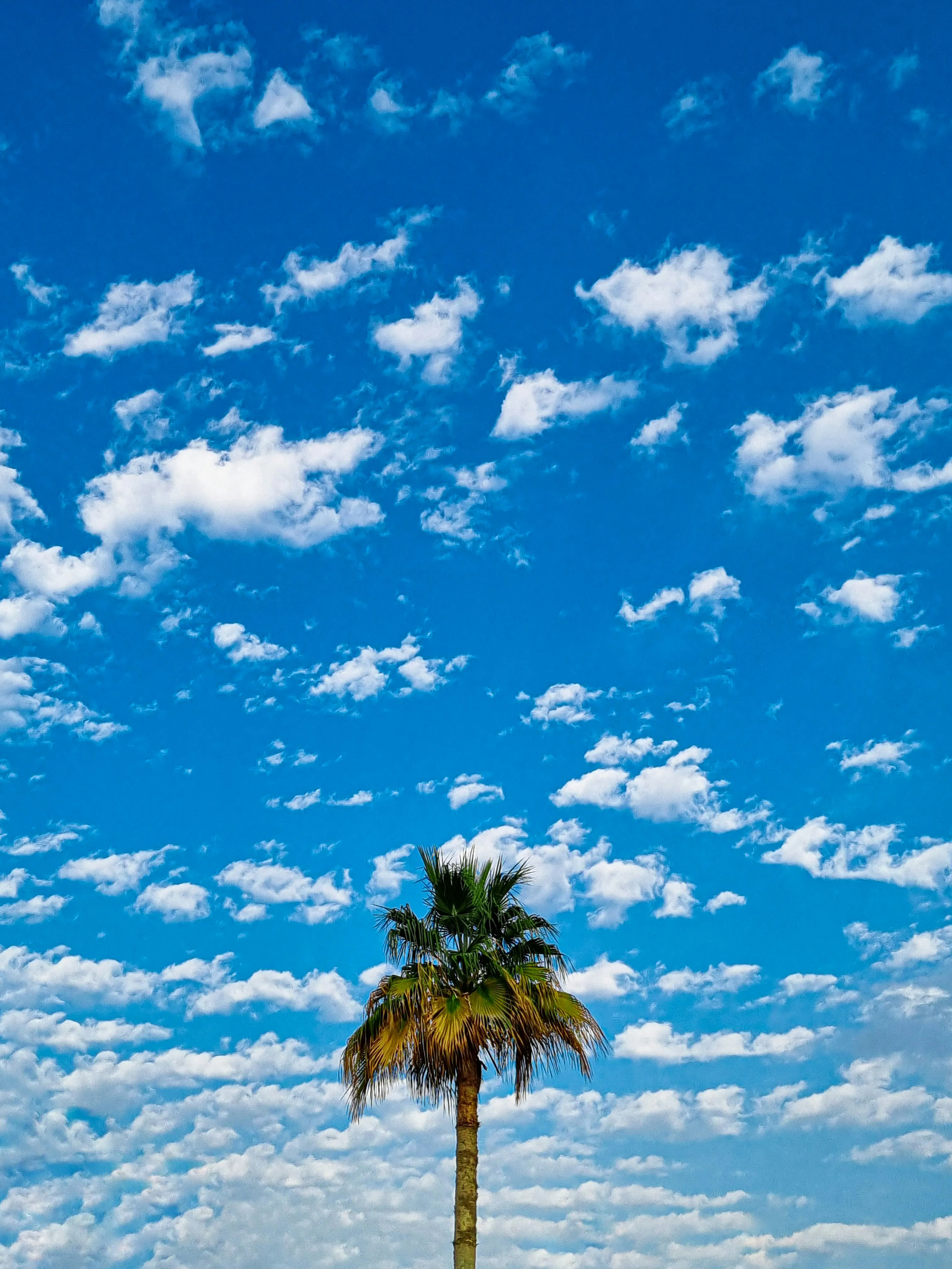 Tall Palm Tree Under Bright Sky with Scattered Clouds