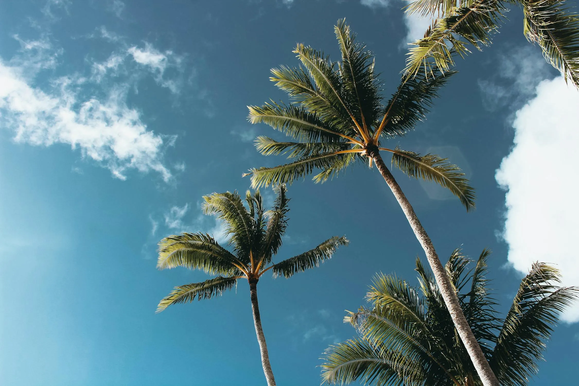 Tall Palm Trees Reaching Into a Clear Bright Blue Sky