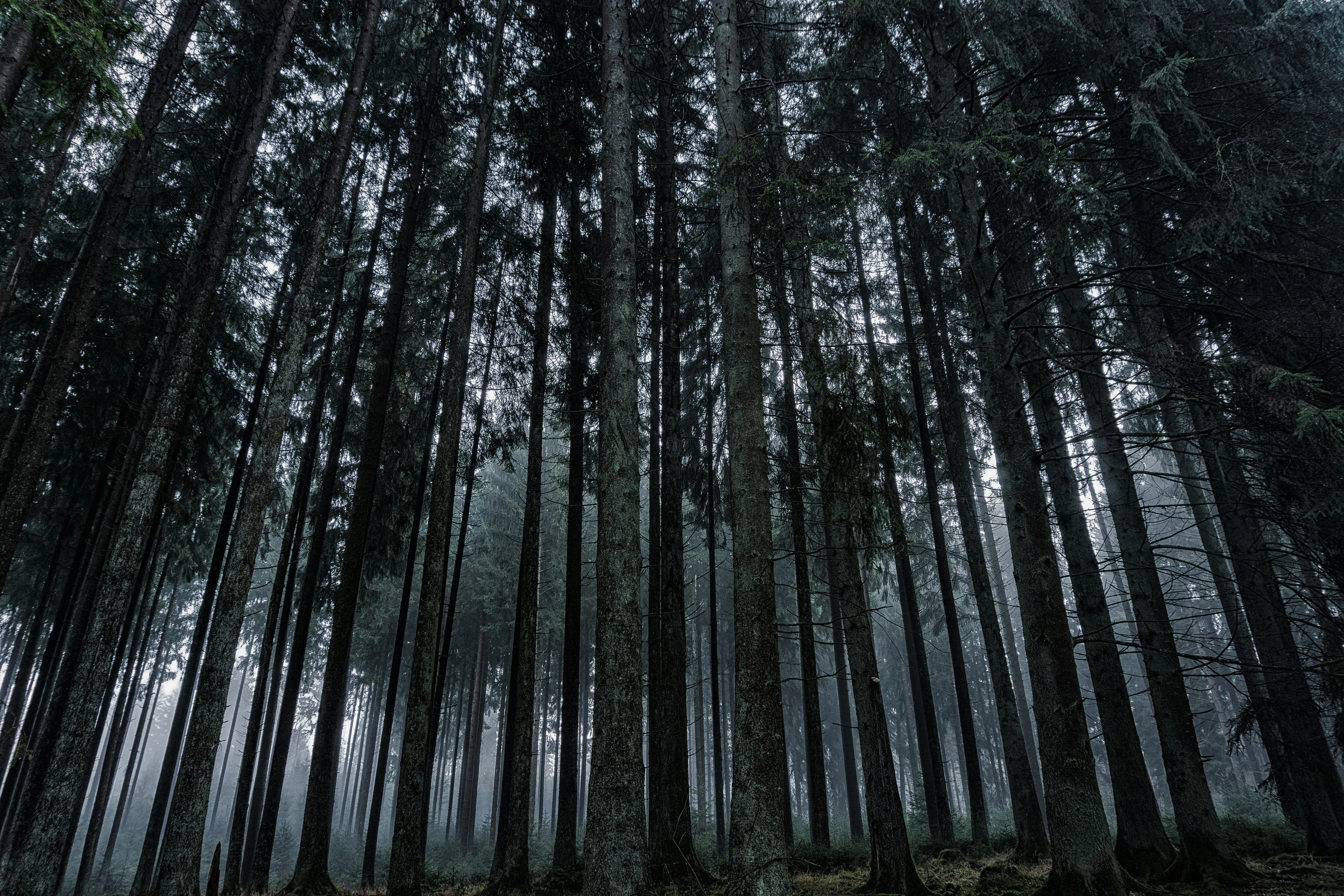 Tall Pine Forest with Light Filtering Through the Canopy