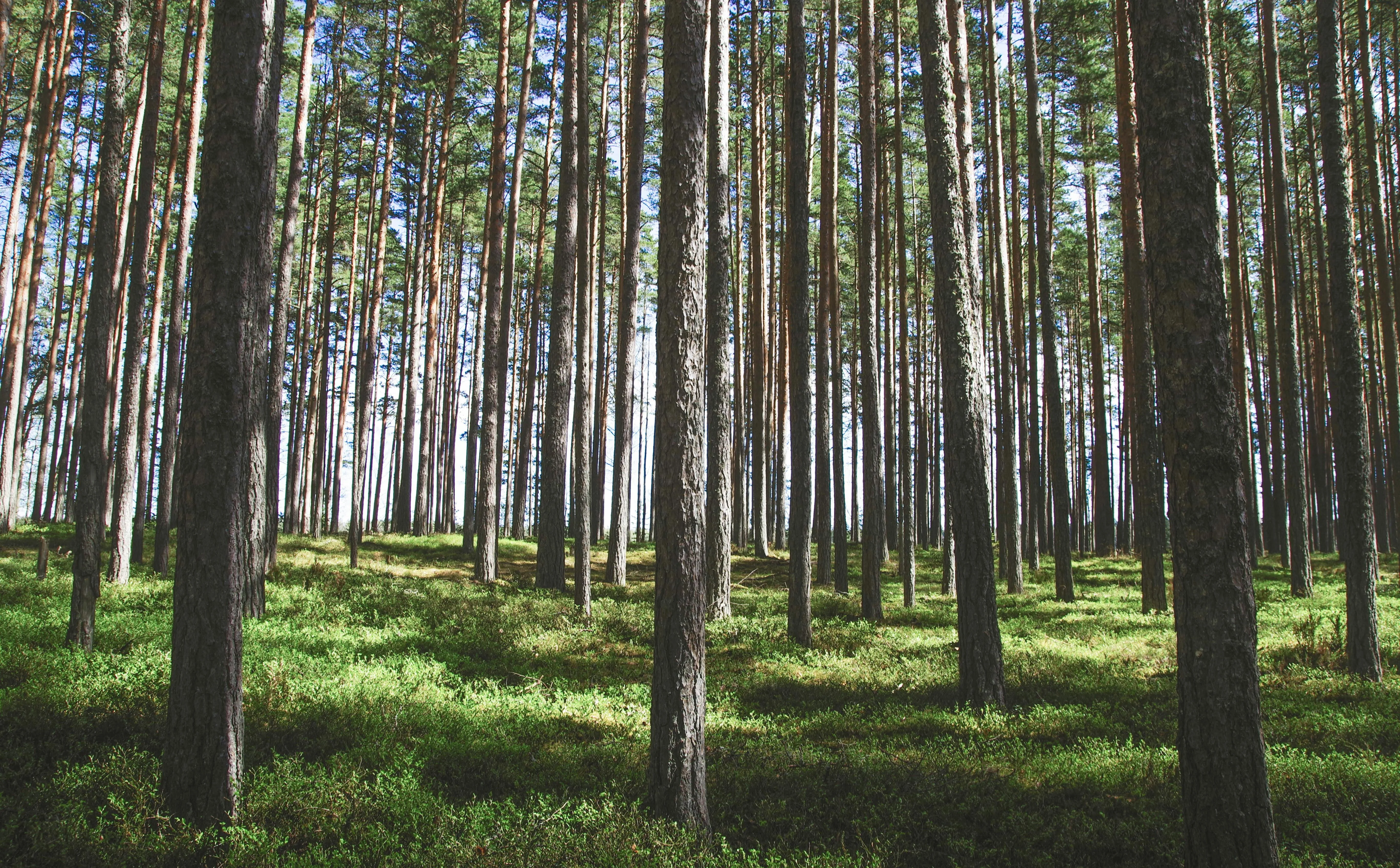 Tall Pine Forest with Sunlight Shining Through the Trees