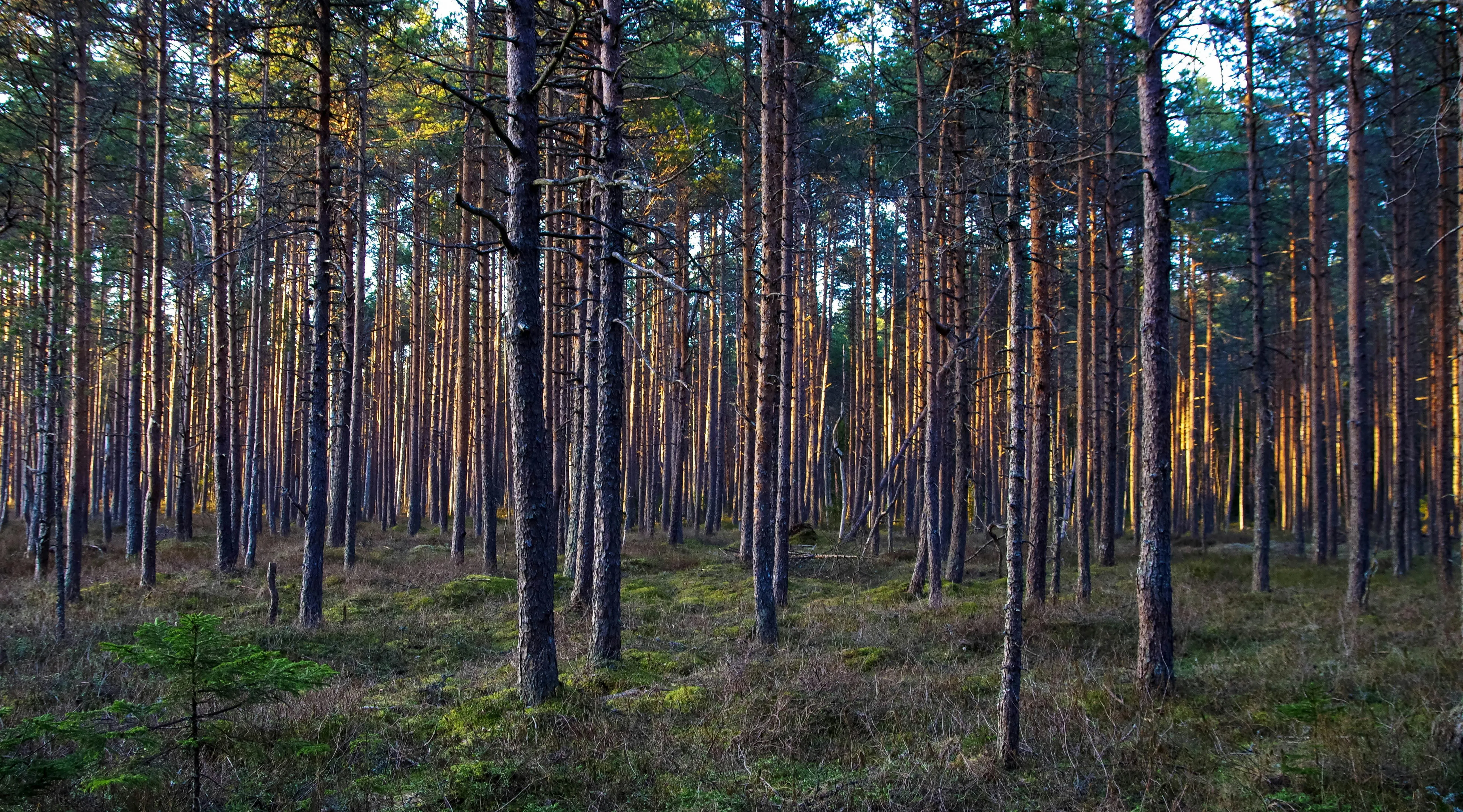 Tall Pine Trees in a Quiet Forest with Sunlight Beaming