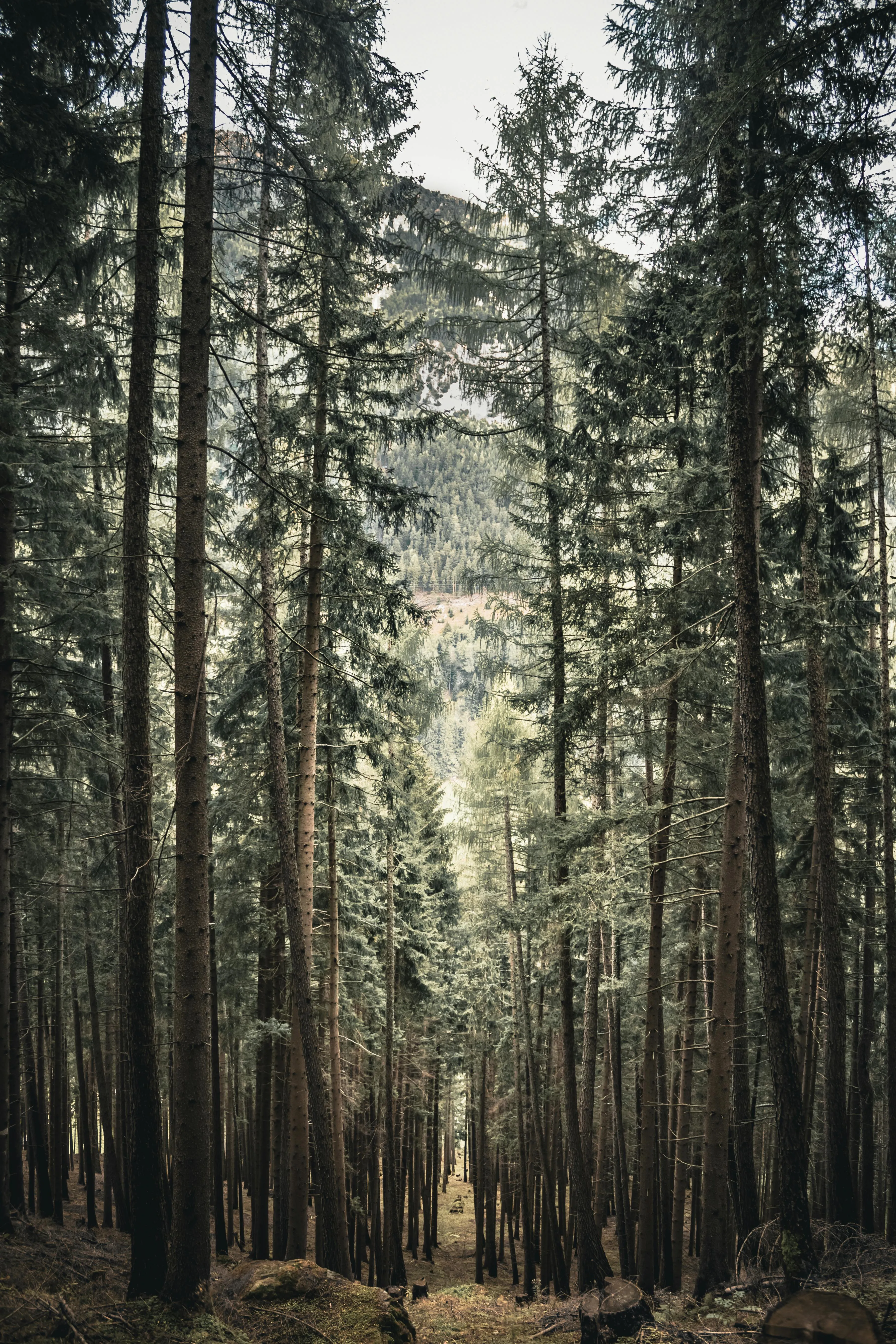 Tall Pine Trees Stretch Up in a Serene Forest Landscape