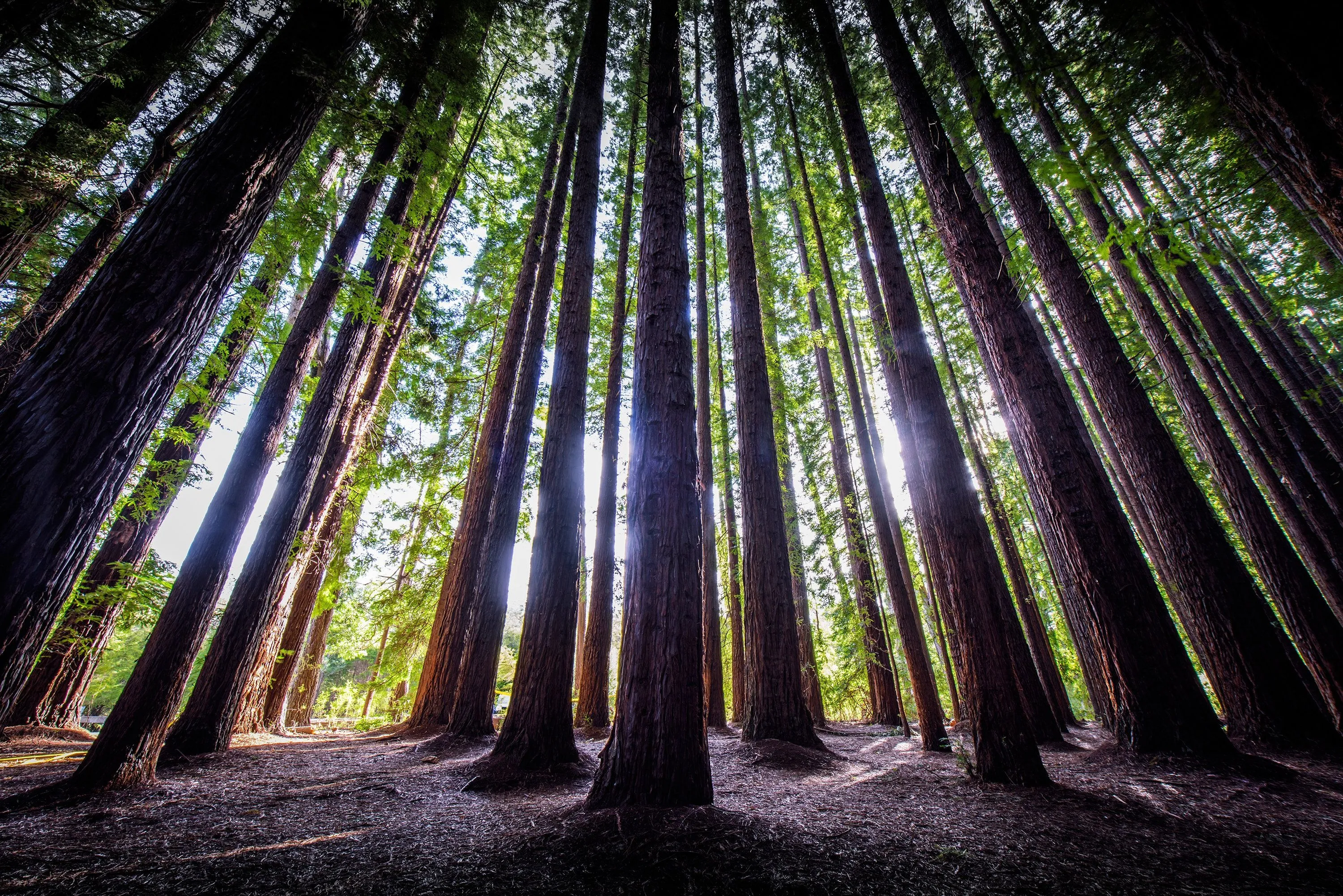 Tall Pine Trees with Sunlight Shining Through the Forest