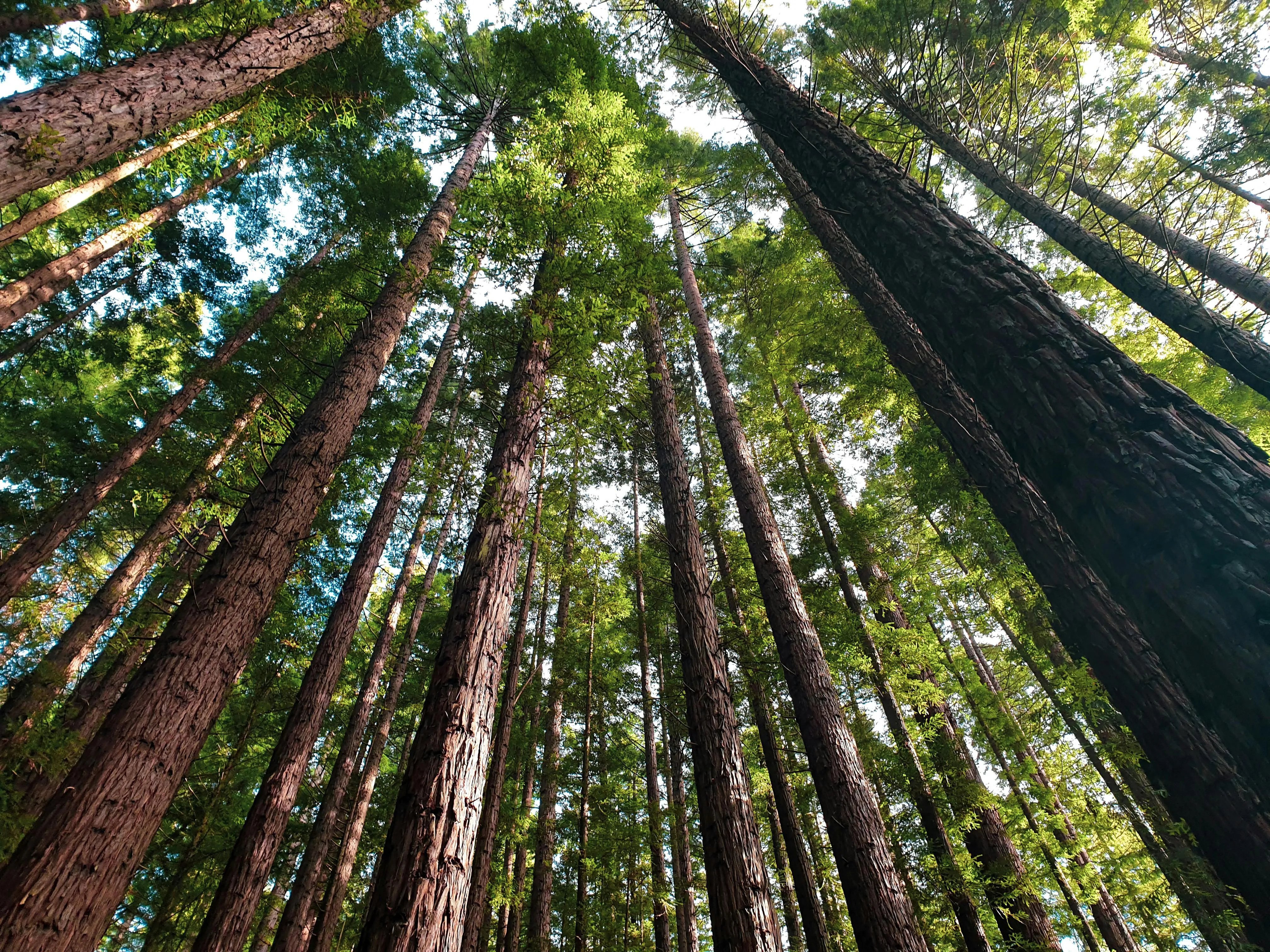 Tall Redwood Trees Reaching Sky in a Dense Forest Wallpaper