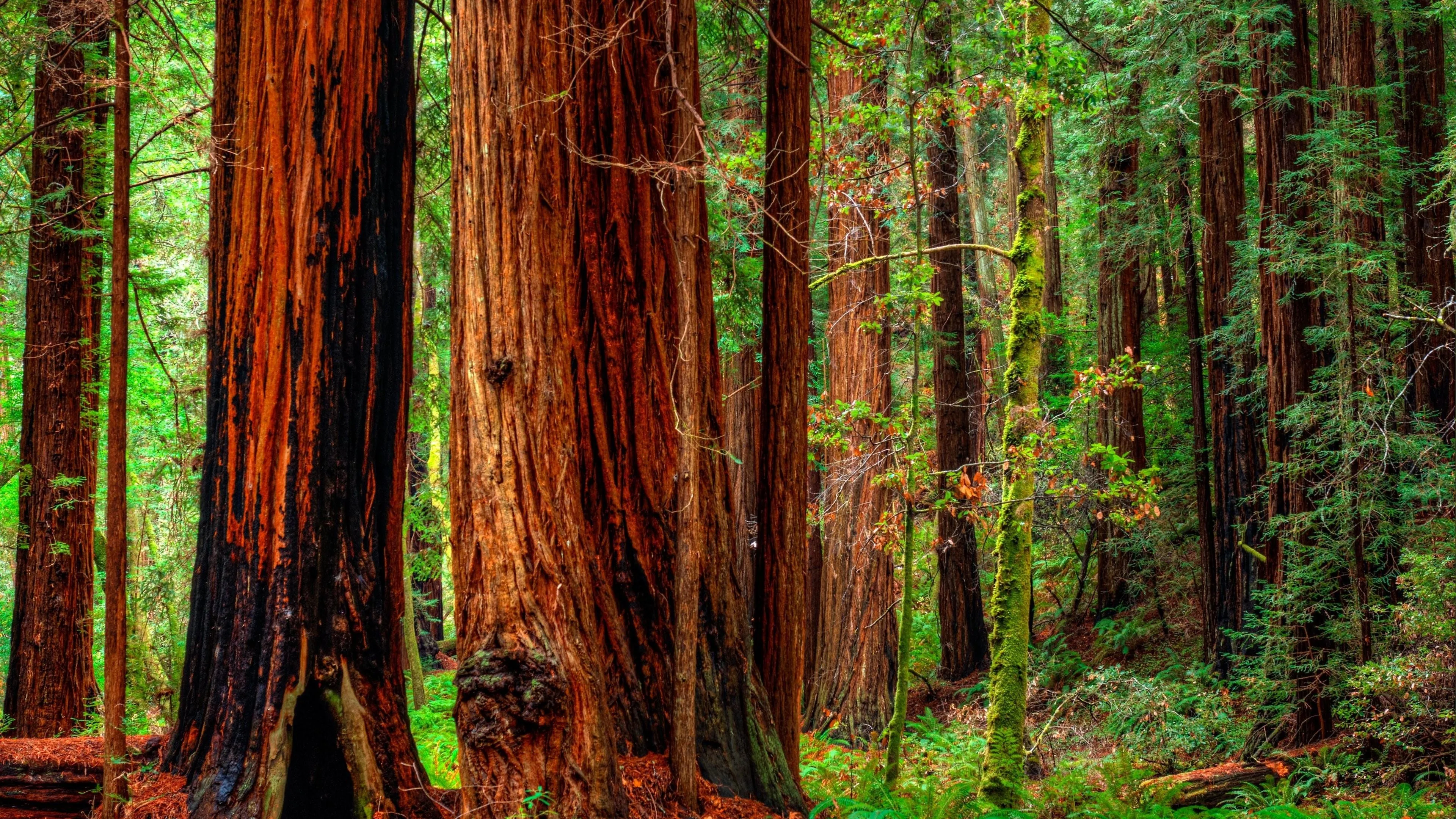 Tall Redwood Trees Rise in a Calm and Quiet Forest Path