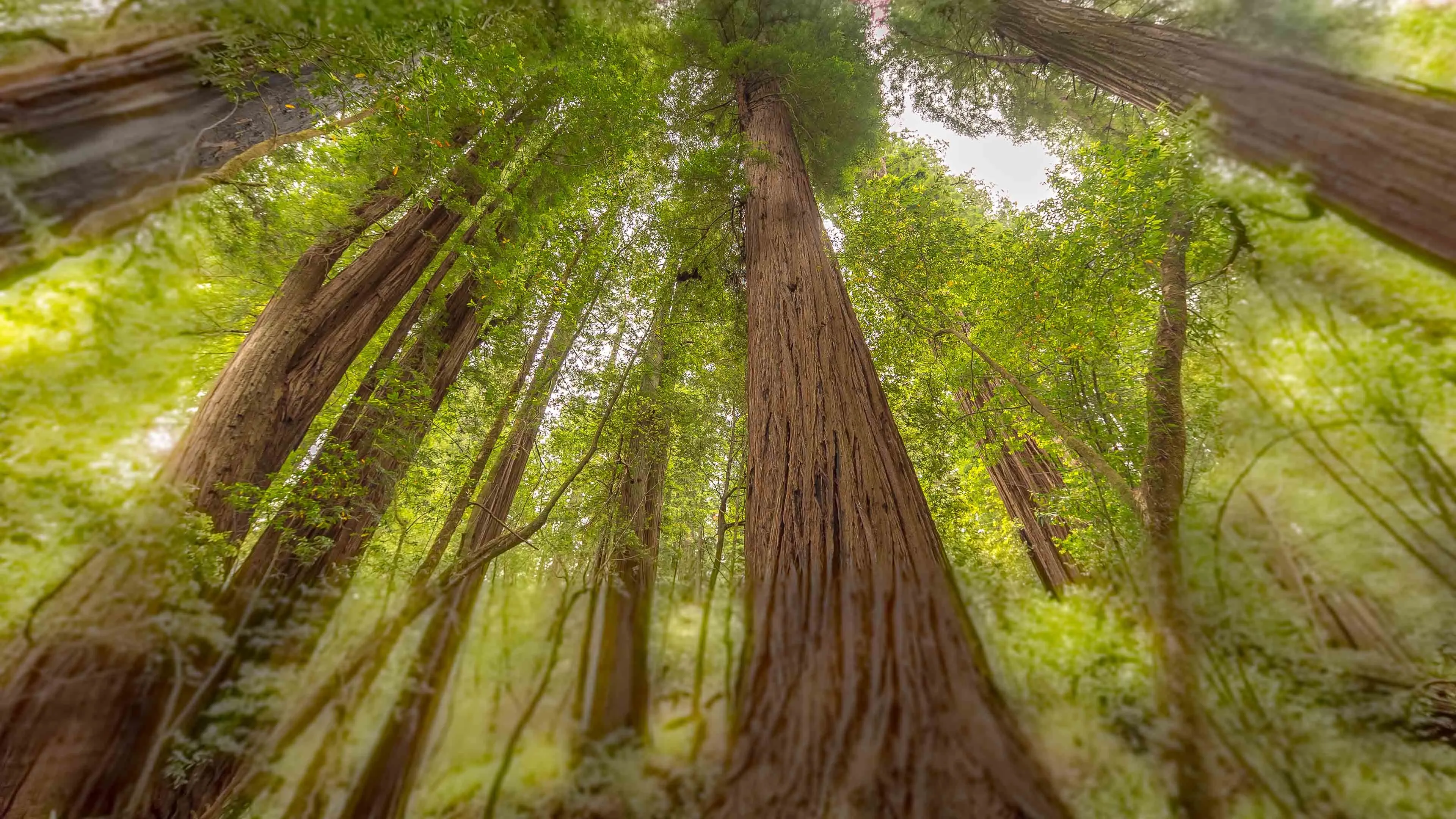 Tall Redwood Trees Towering Skyward in Sun Drenched Forest