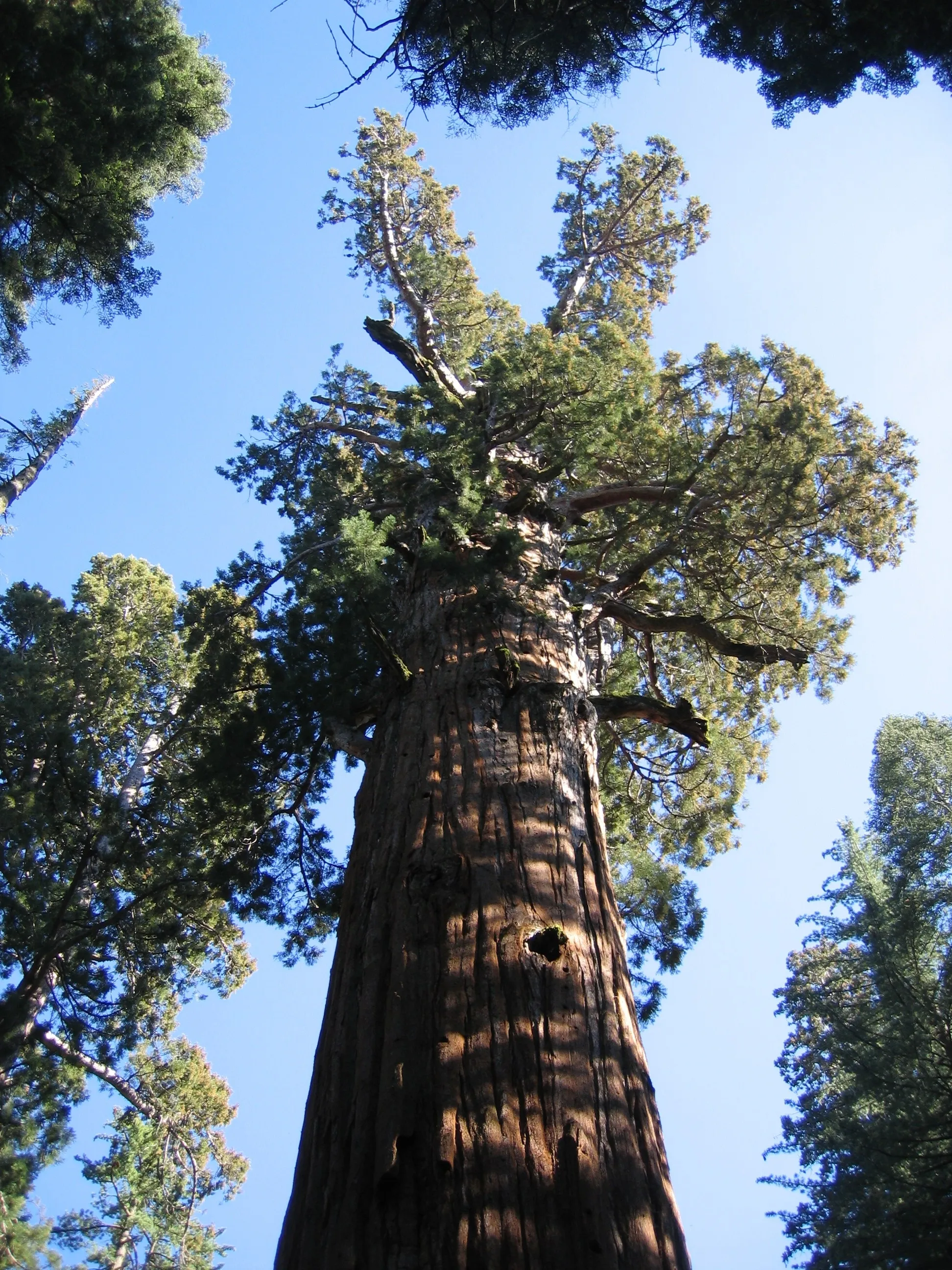 Tall Sequoia Tree Reaching the Sky in an Ancient Forest View