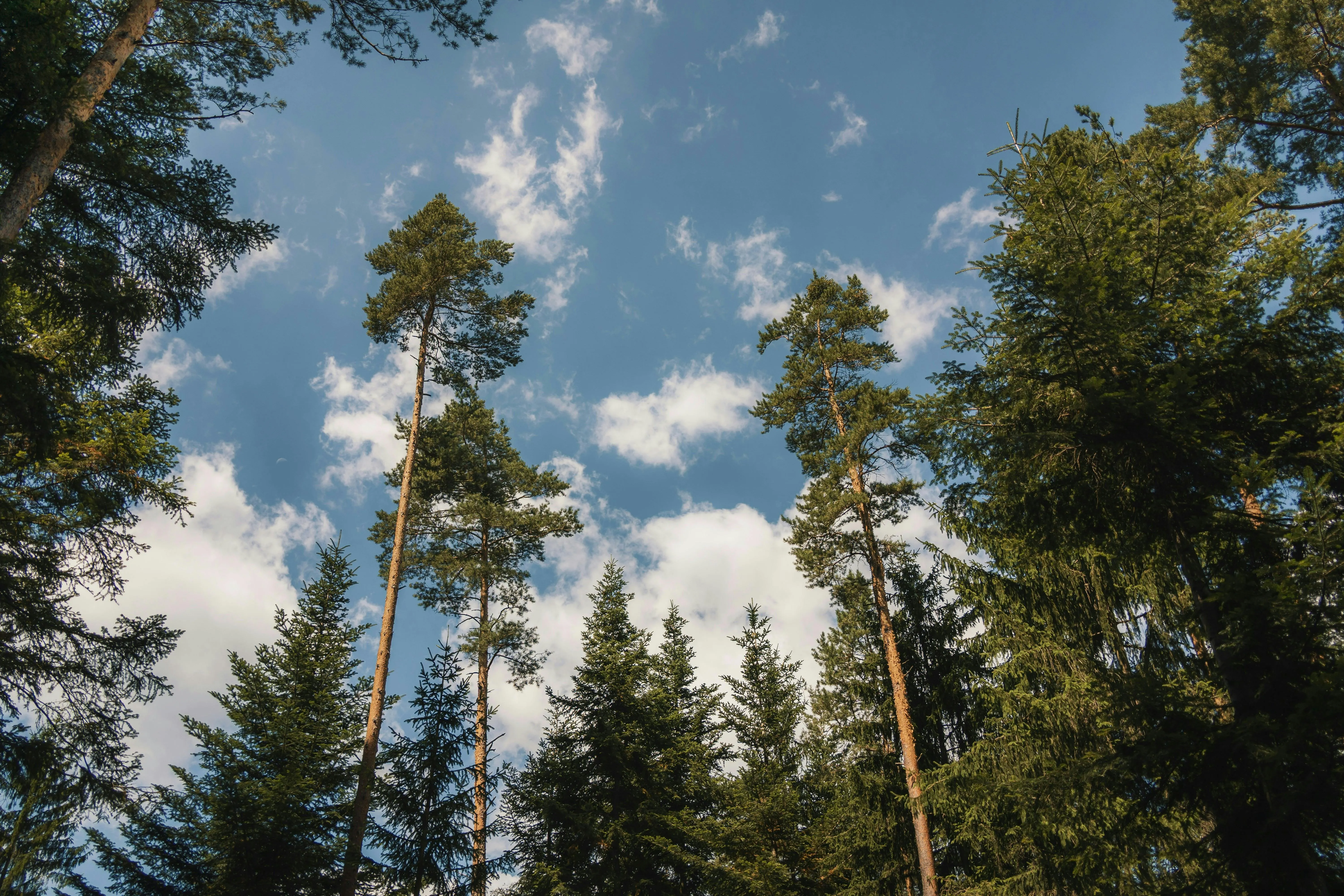 Tall Trees in Forest Reaching Toward a Bright Sky Wallpaper