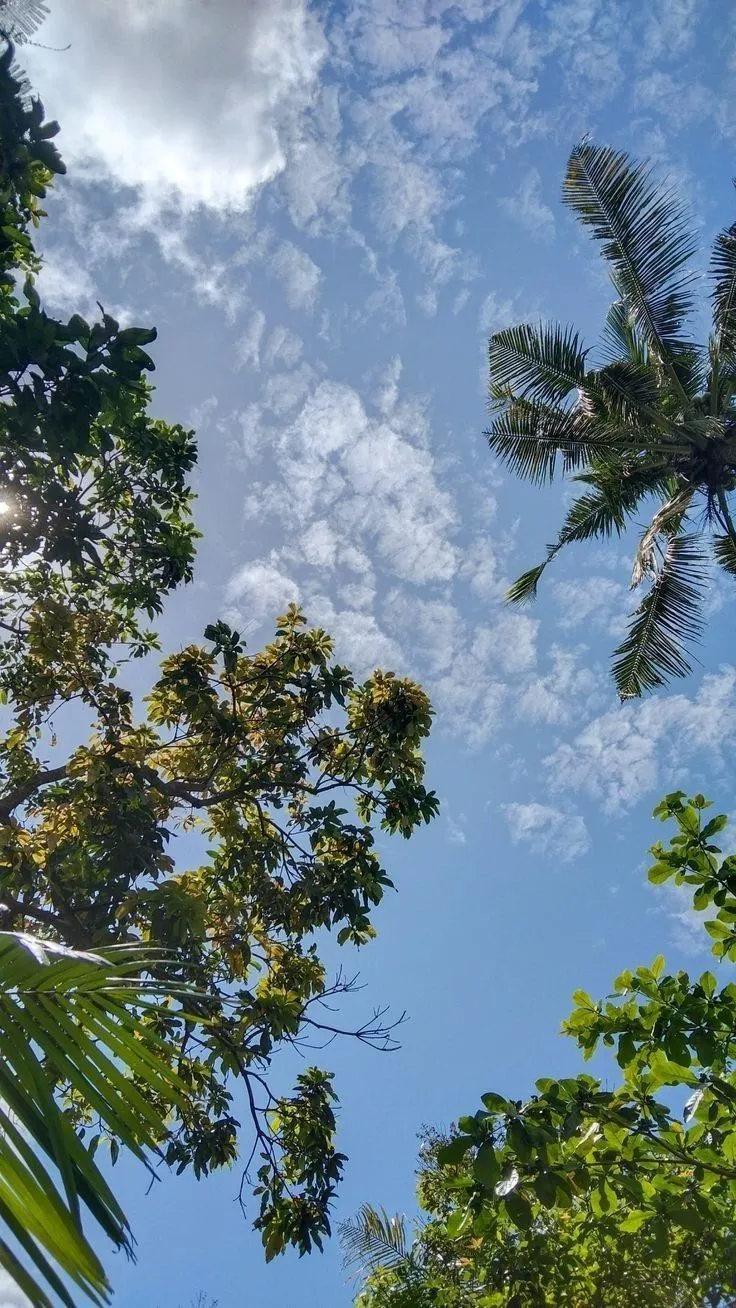 Tall Trees Reaching Into Blue Sky with Bright Sunlight