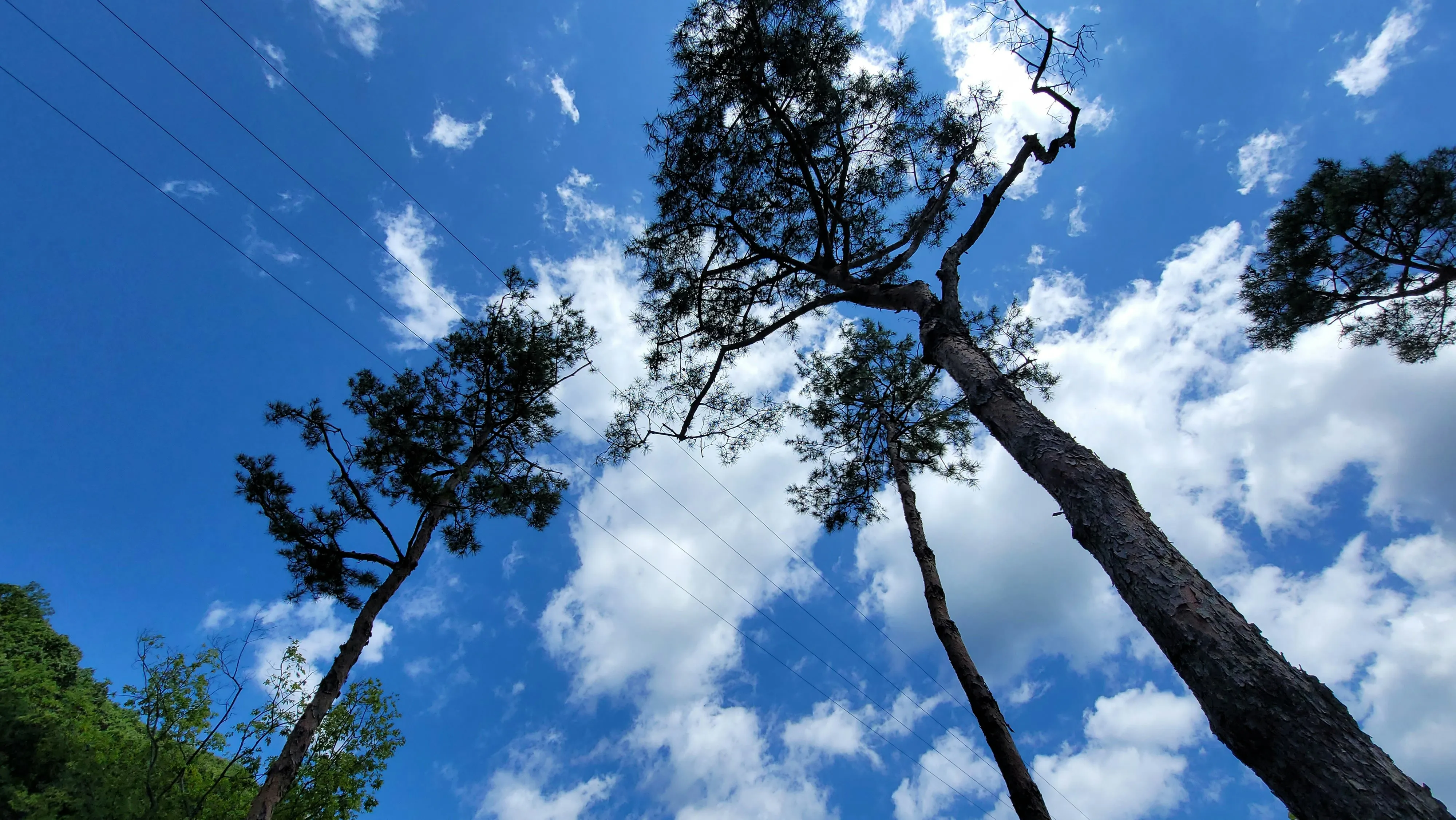 Tall Trees Reaching Toward Blue Sky Filled with Light Clouds