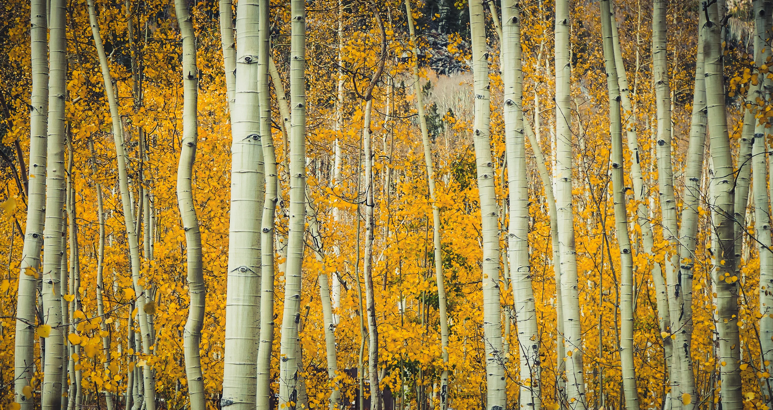 Tall Yellow Aspen Trees Glowing in Autumn Sunlight Wallpaper