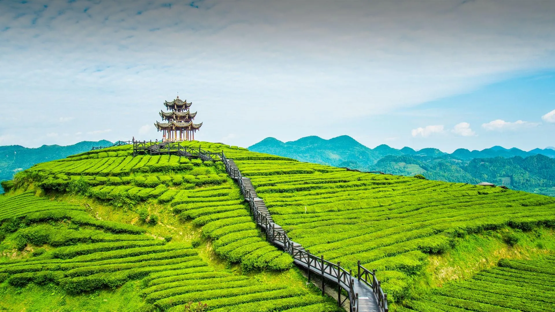 Terraced rice fields stretching over green hills image