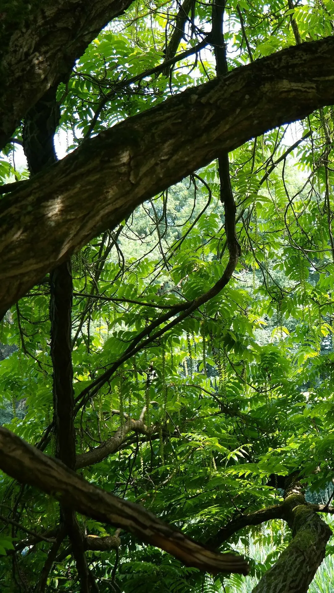 Thick Green Branches Arch Over the Forest Pathway in Summer