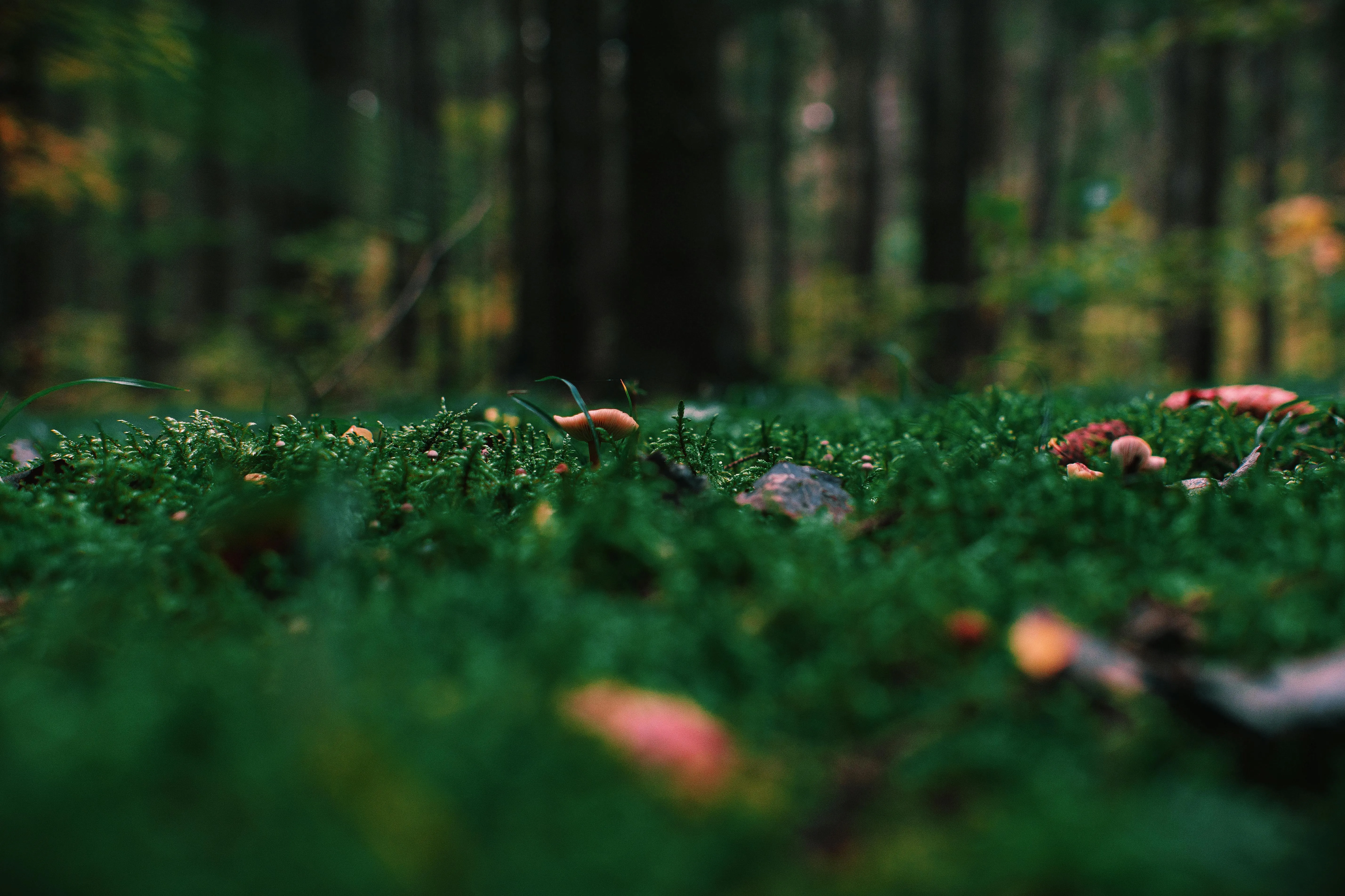 Tiny Mushrooms Growing on Mossy Forest Floor Free Wallpaper
