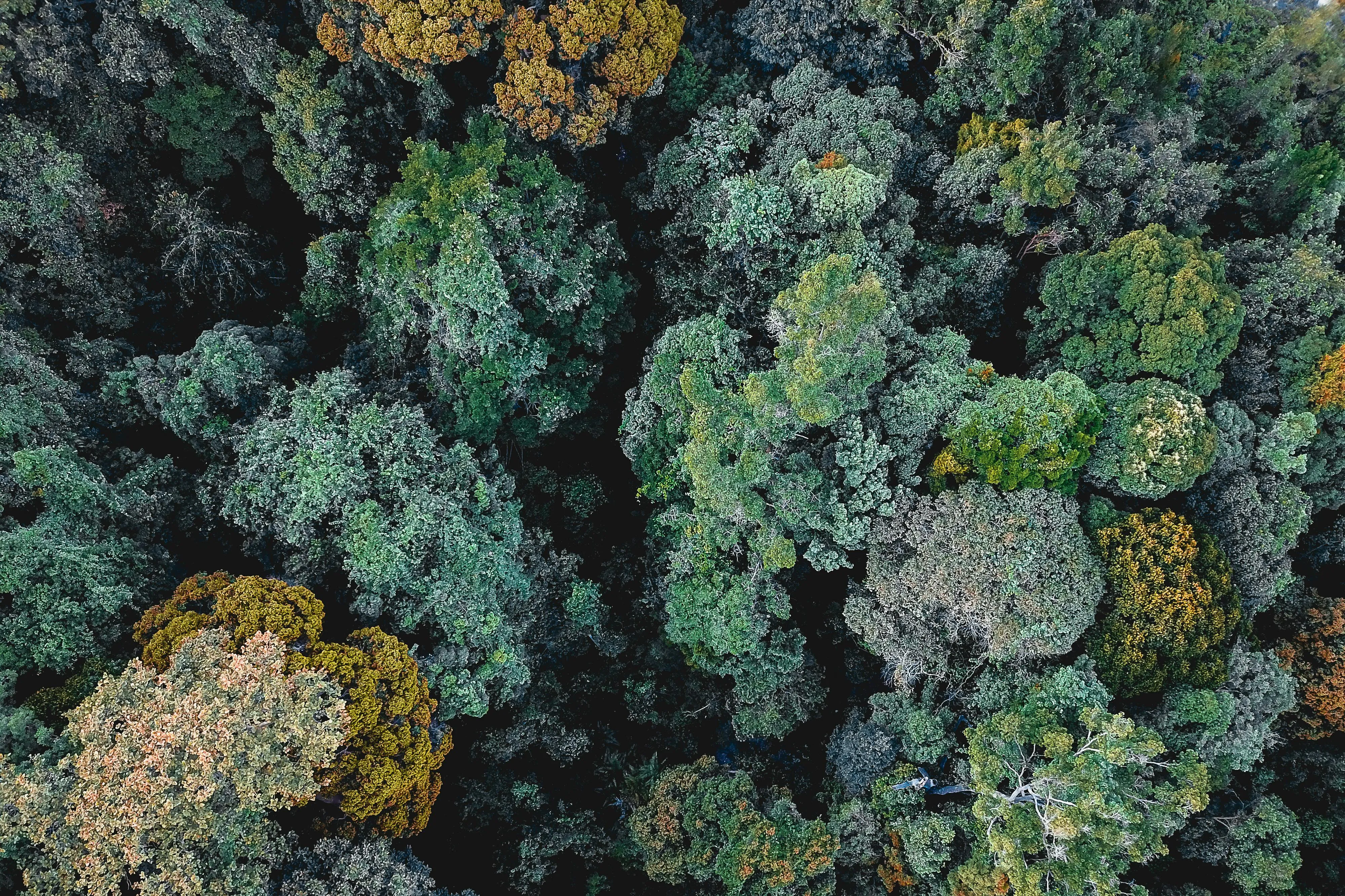 Top View of Colorful Tree Canopy in a Dense Forest Wallpaper