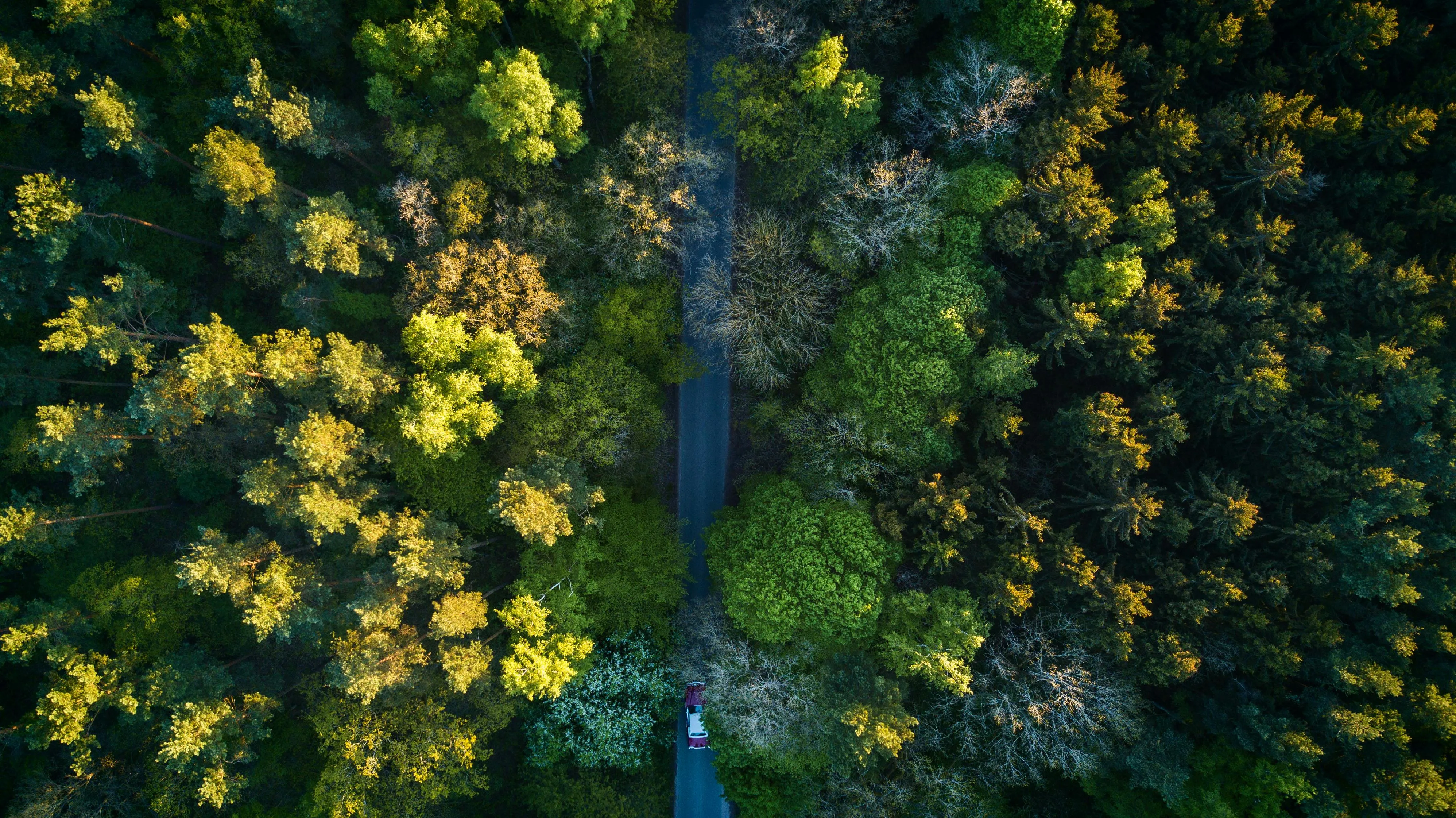 Top View of Dense Green Forest with Bright Yellow Flowers