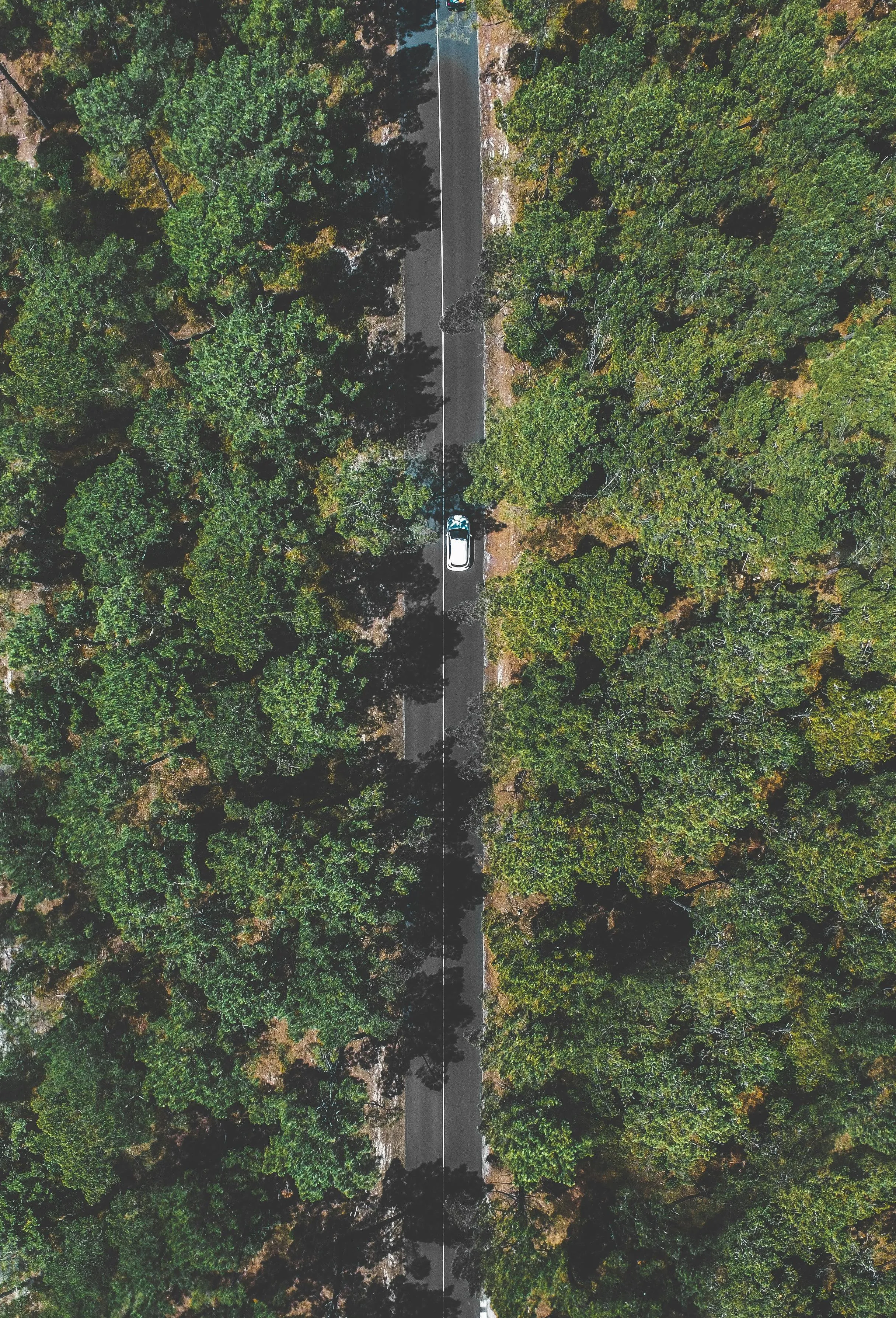 Top View of a Forest Road Cutting Through Thick Green Trees