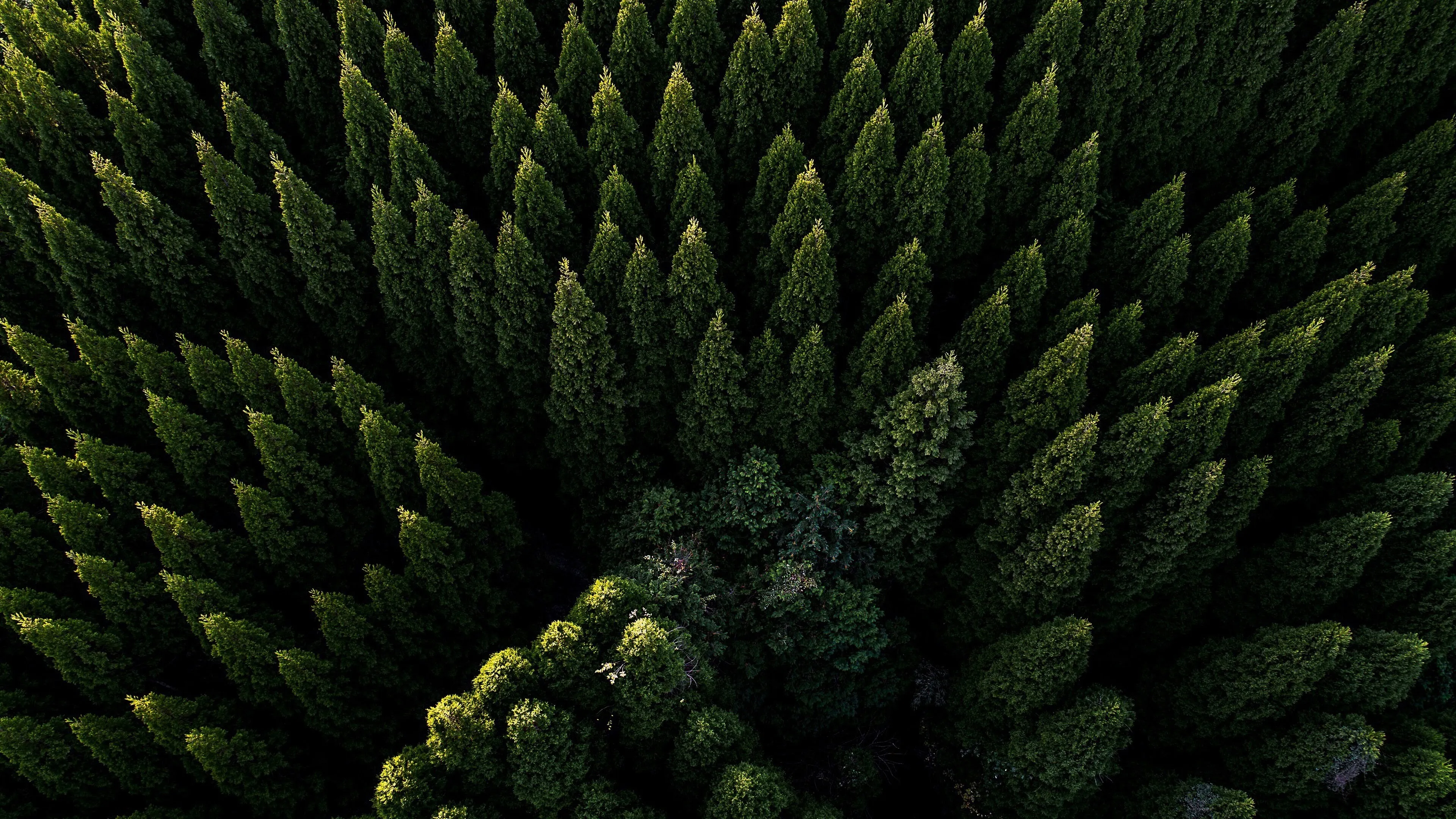 Top View of a Lush Forest Canopy with Vibrant Green Patterns