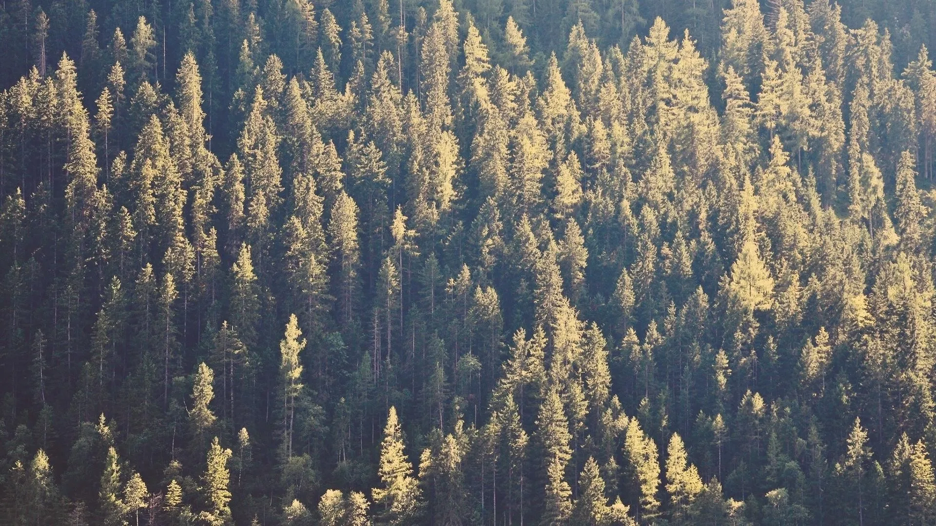Top View of Sunlit Forest with Tall Trees and Shadows