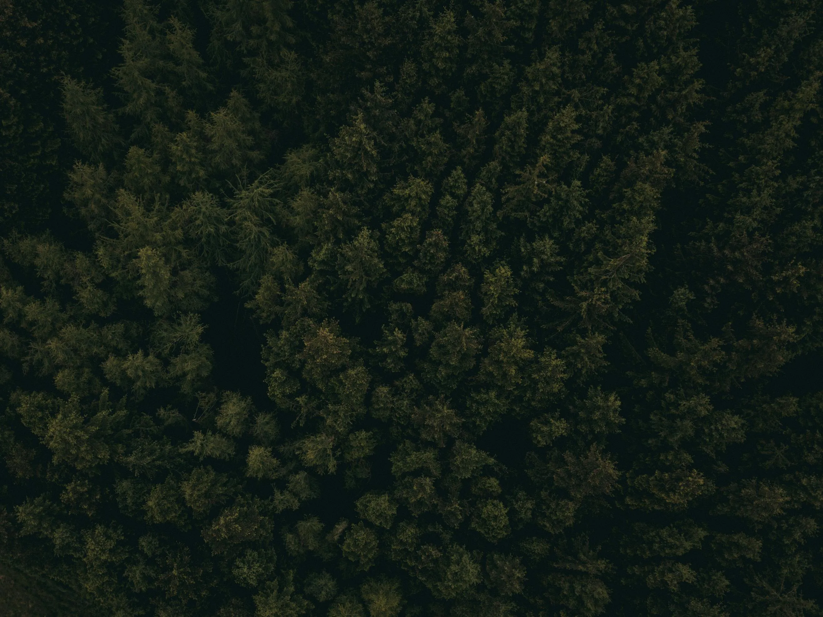 Top View of the Thick Forest Canopy Stretching Far Wallpaper
