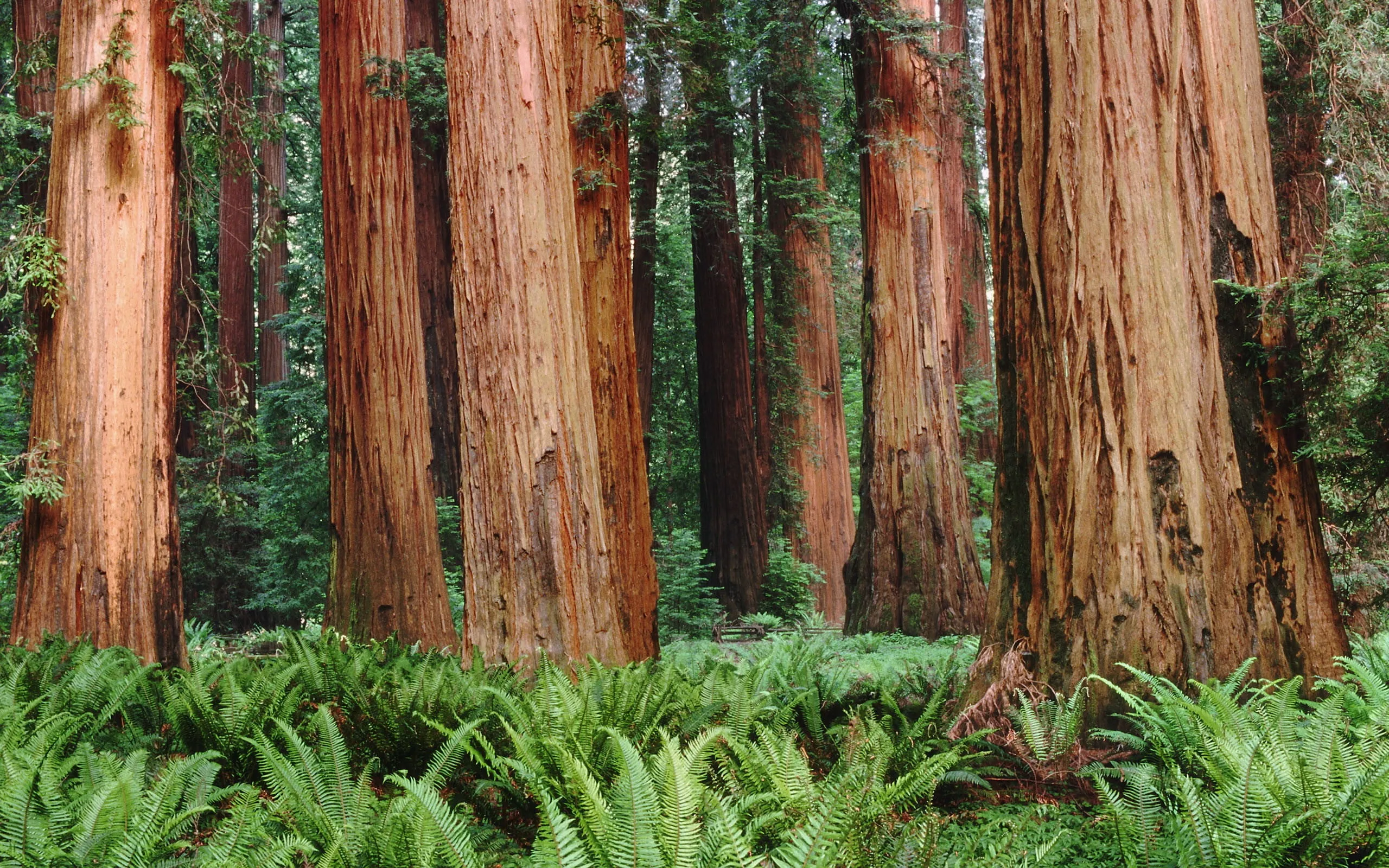 Towering Redwood Trees Surrounded by a Lush Green Forest