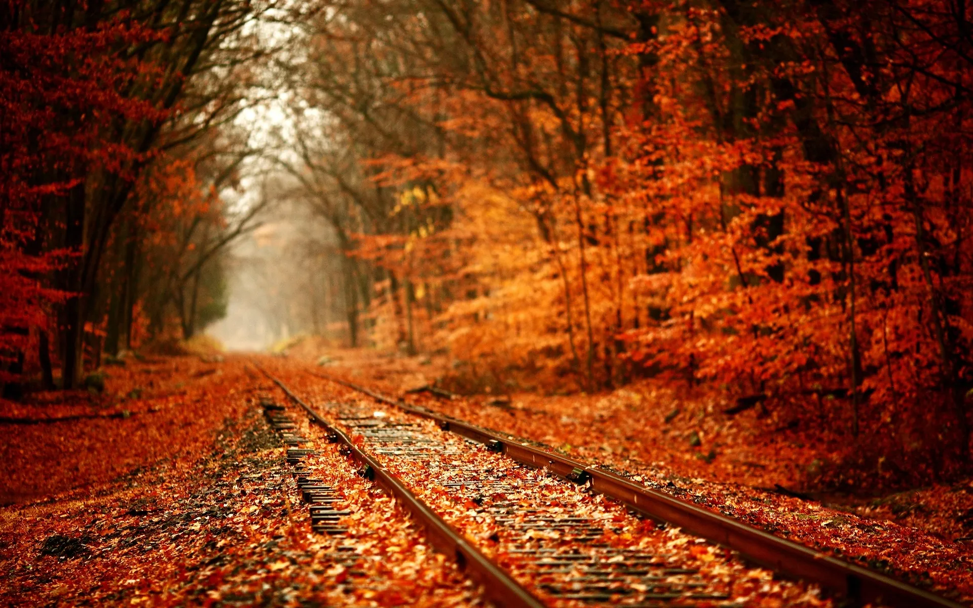 Train Tracks Through the Forest with Vibrant Autumn Leaves