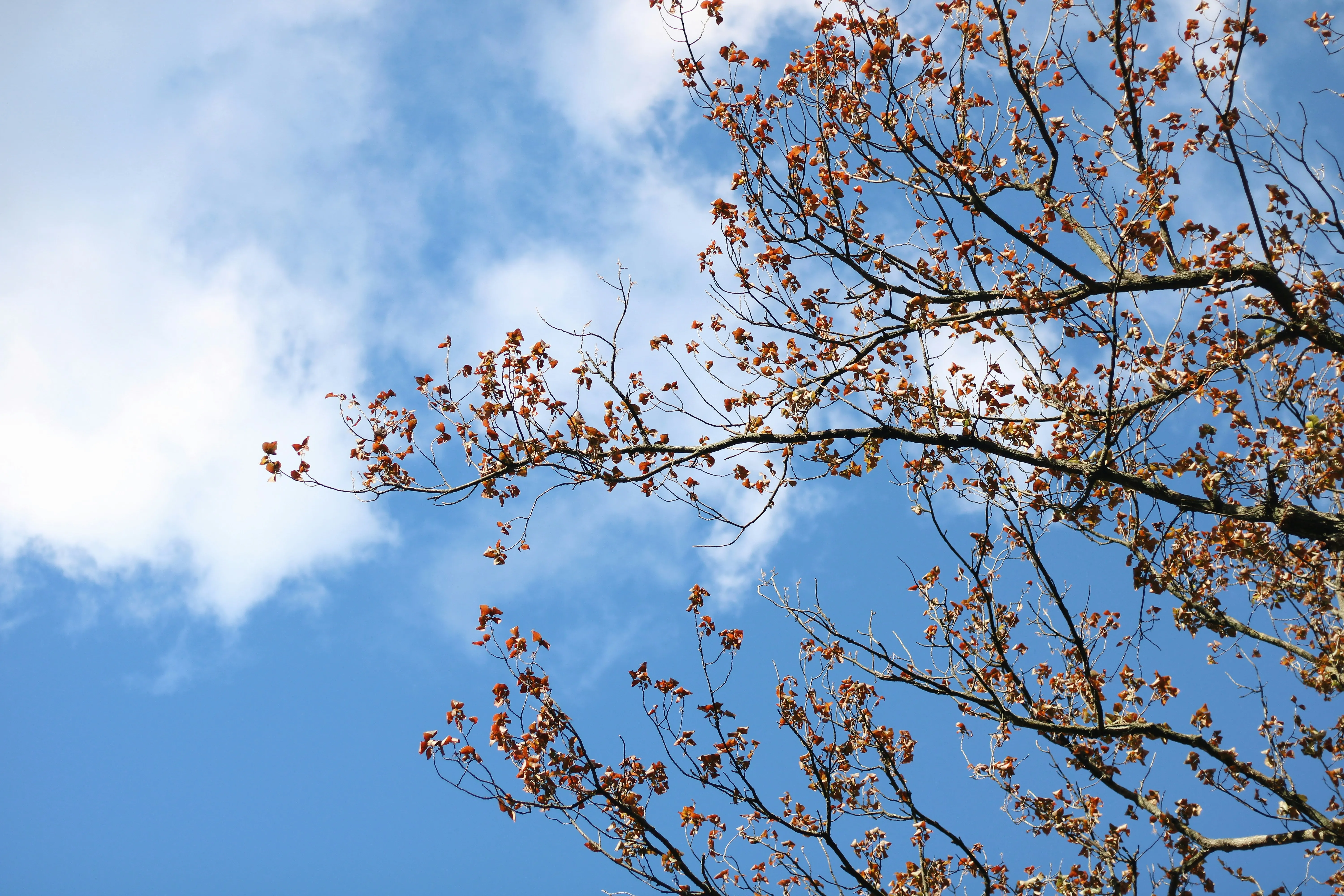 Tree Branches Reaching Toward Clear Blue Sky Wallpaper