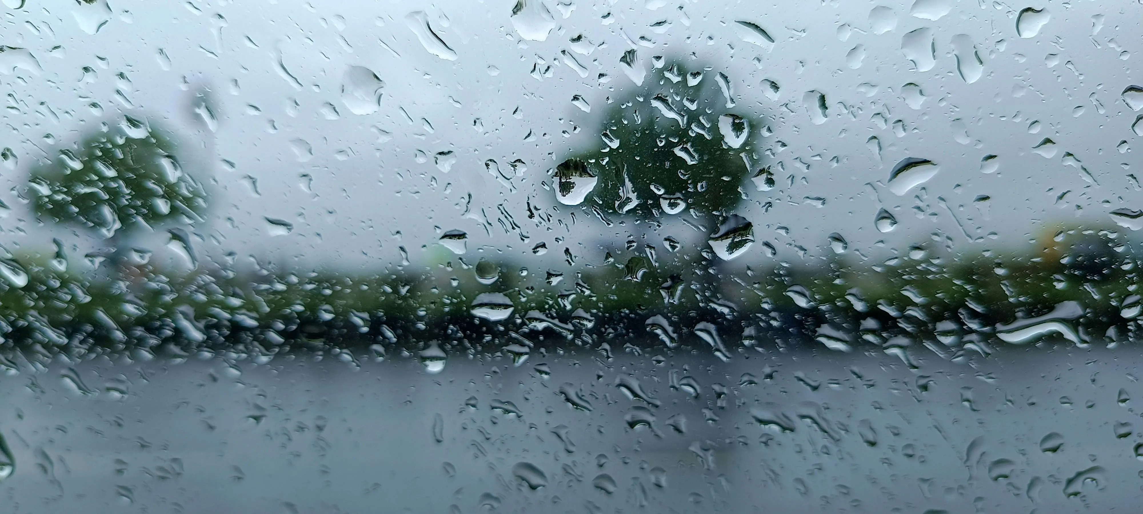 Tree Branches Wet with Rain Droplets Free Wallpaper