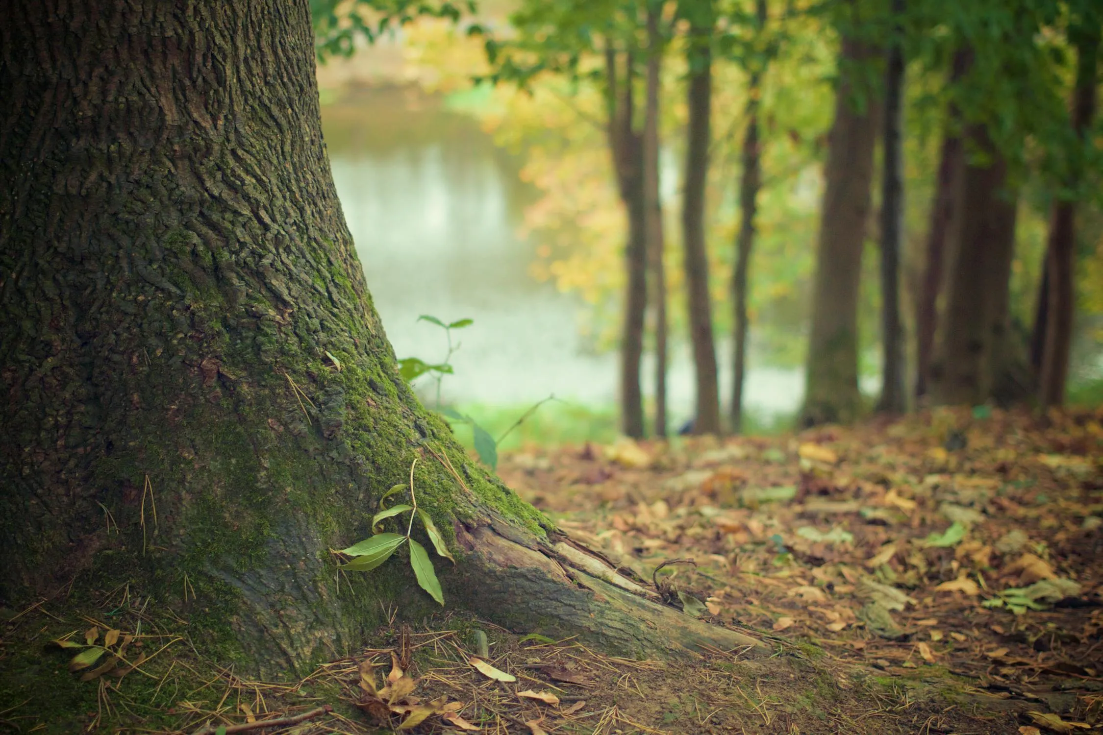 Tree with a Calm Lake During Early Autumn in a Soft Light