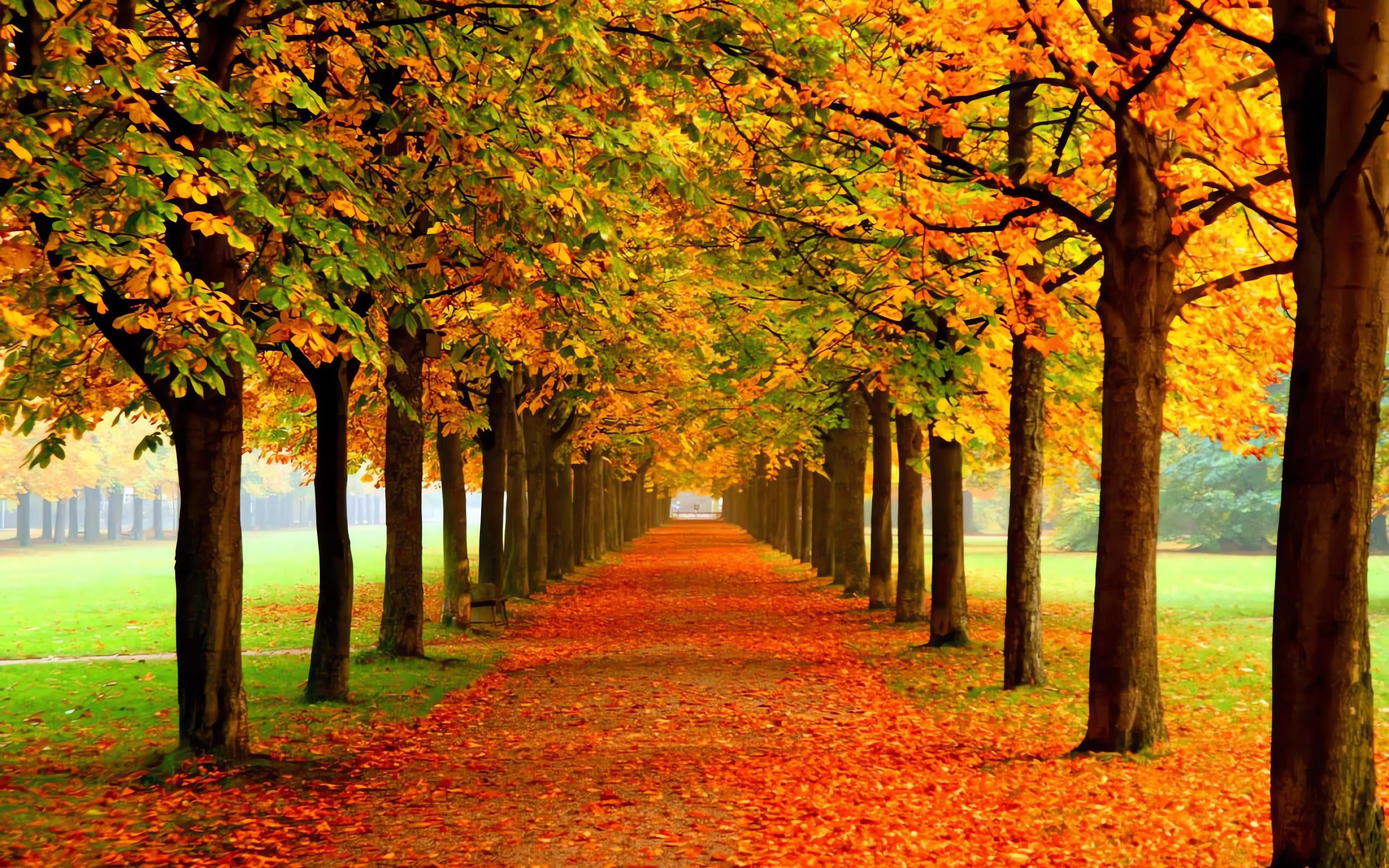 Tree lined path in park during peak autumn season image