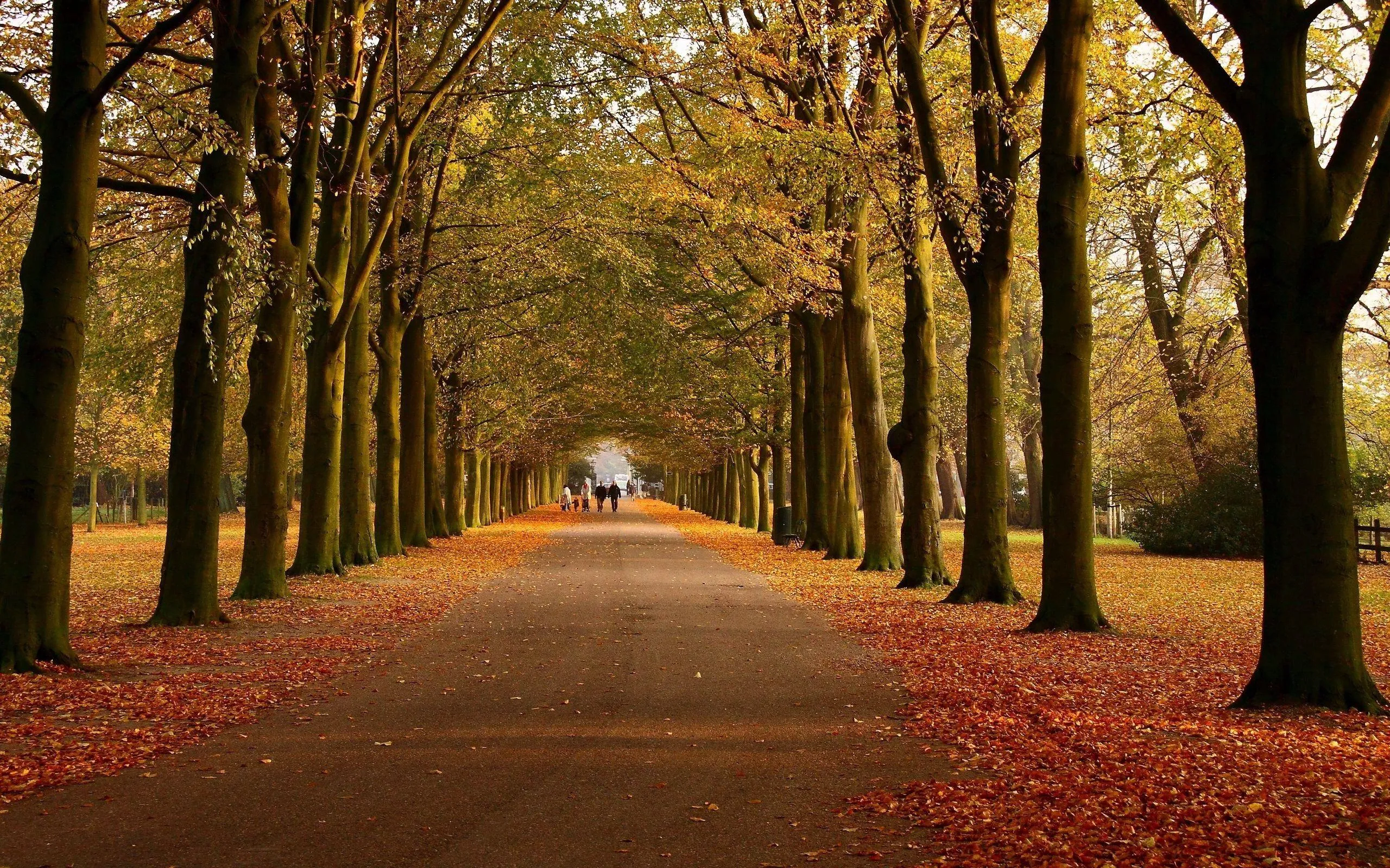 Tree lined path with fallen leaves during autumn image