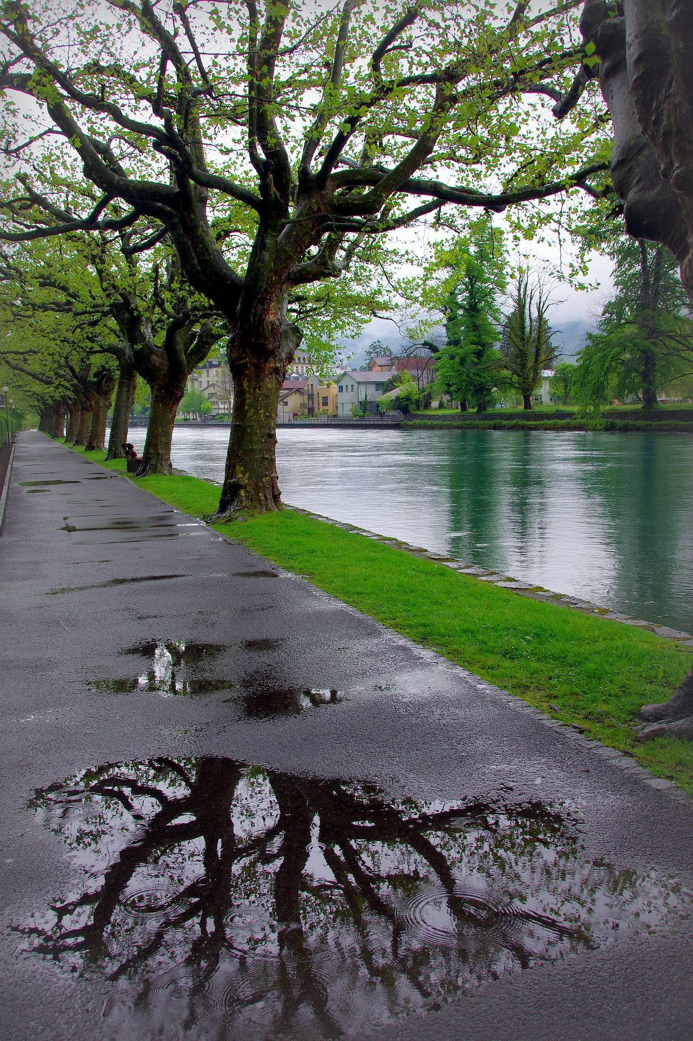 Tree Reflection in Puddle Along Quiet Rainy Footpath