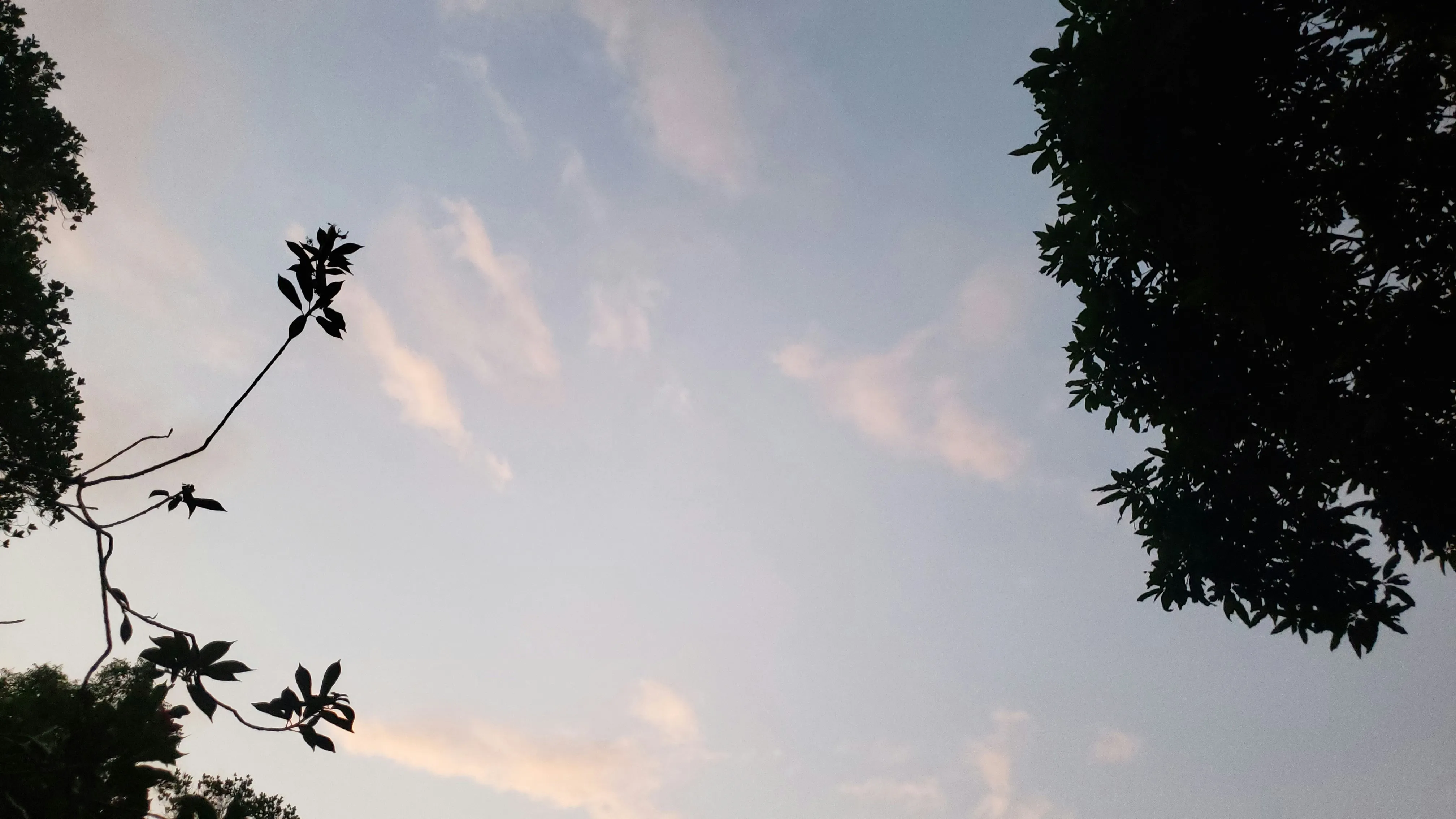 Tree Silhouette with Soft Pink and Blue Evening Sky Image
