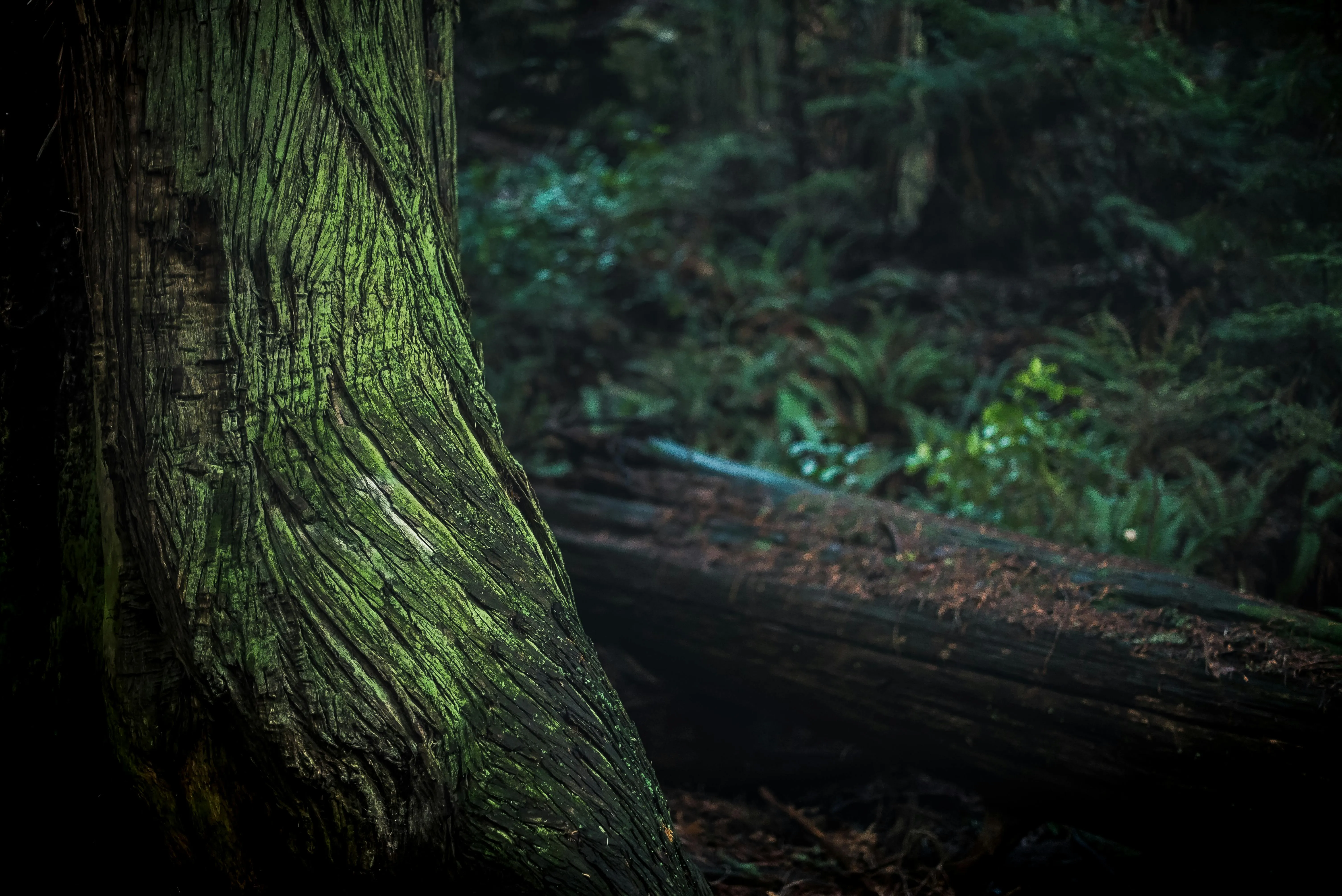 Tree Trunk Lying Across the Dark Forest Floor Free Wallpaper