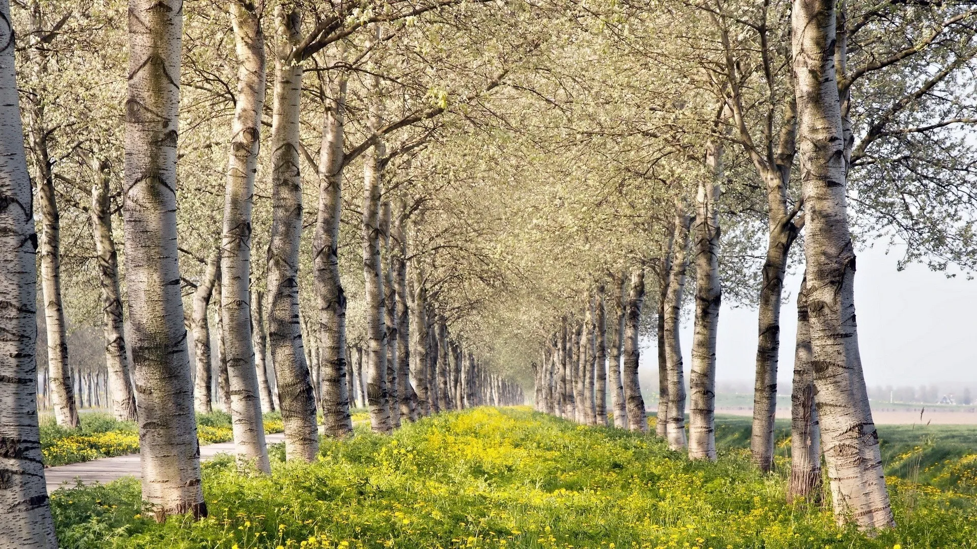 Tree Tunnel Pathway with Soft Light in Early Spring Forest