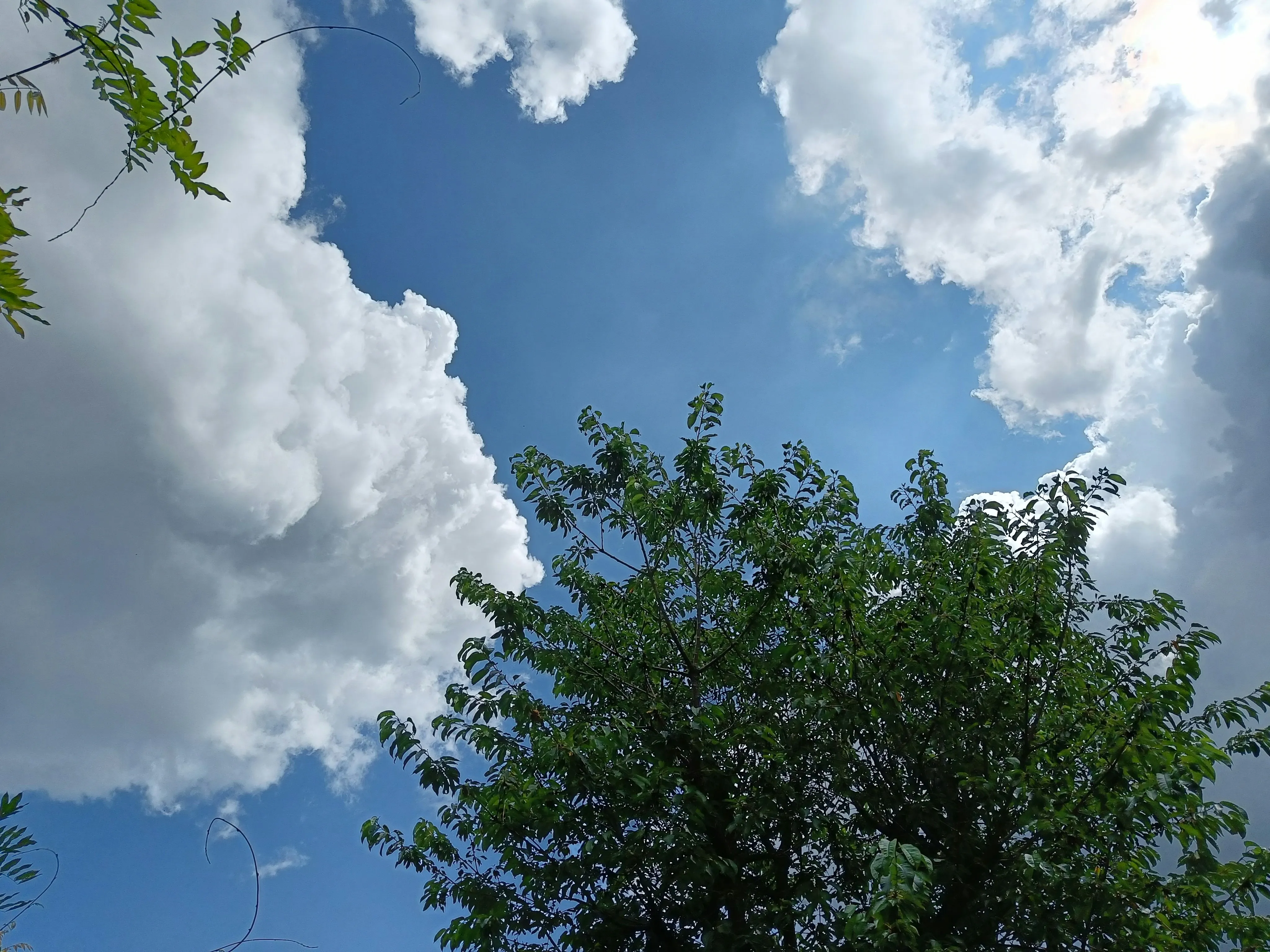 Trees Framing Clear Sky with Scattered Daytime Clouds