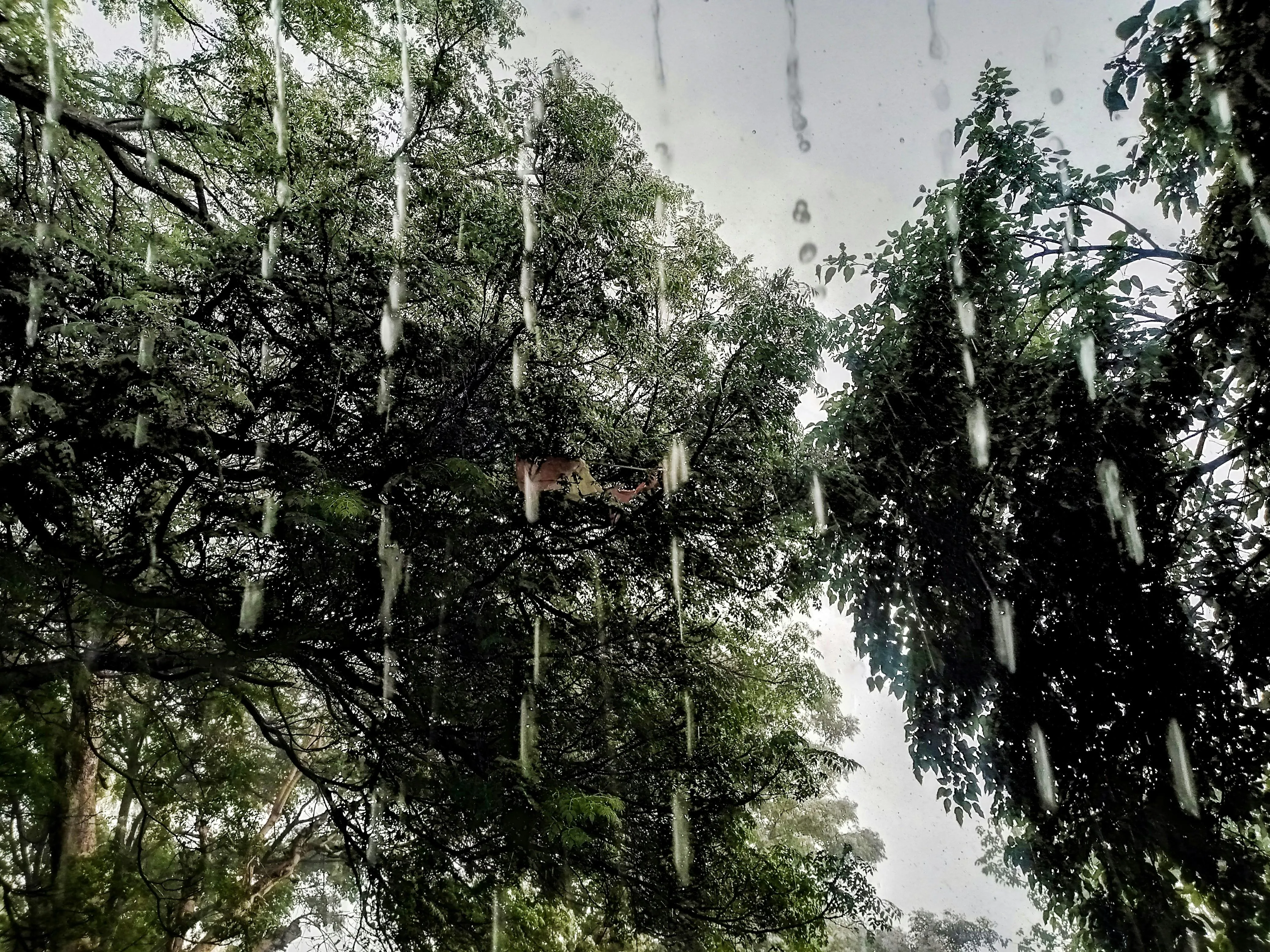 Trees in Park Under Bright Daylight Rainfall Scene