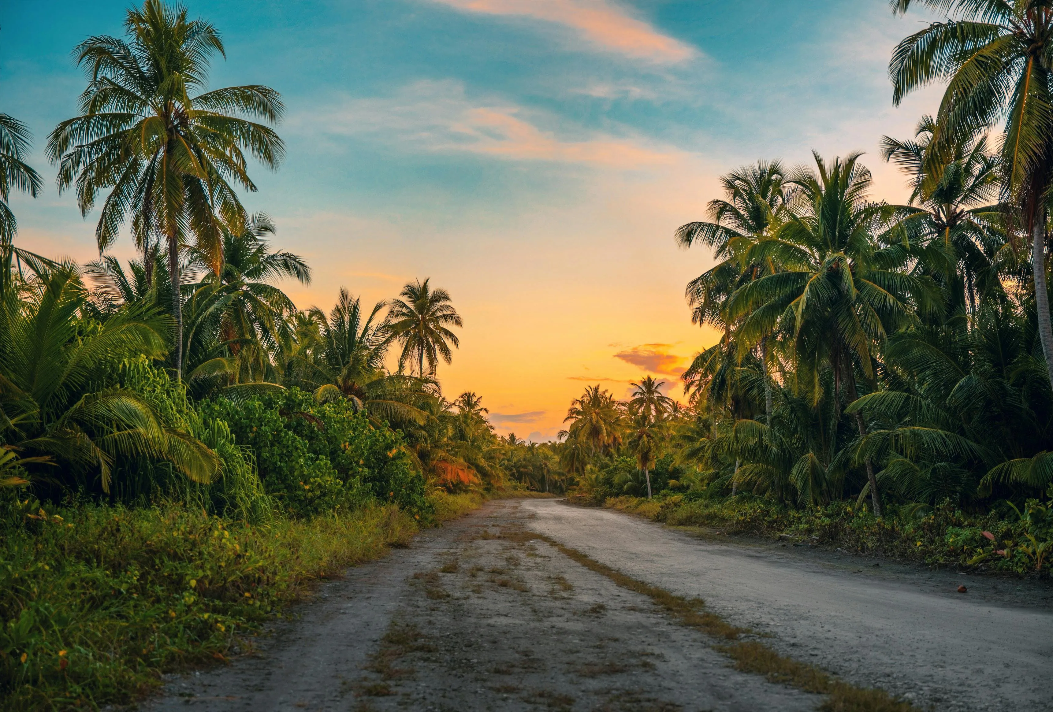 Tropical Road Scene at Sunset with Lush Green Trees