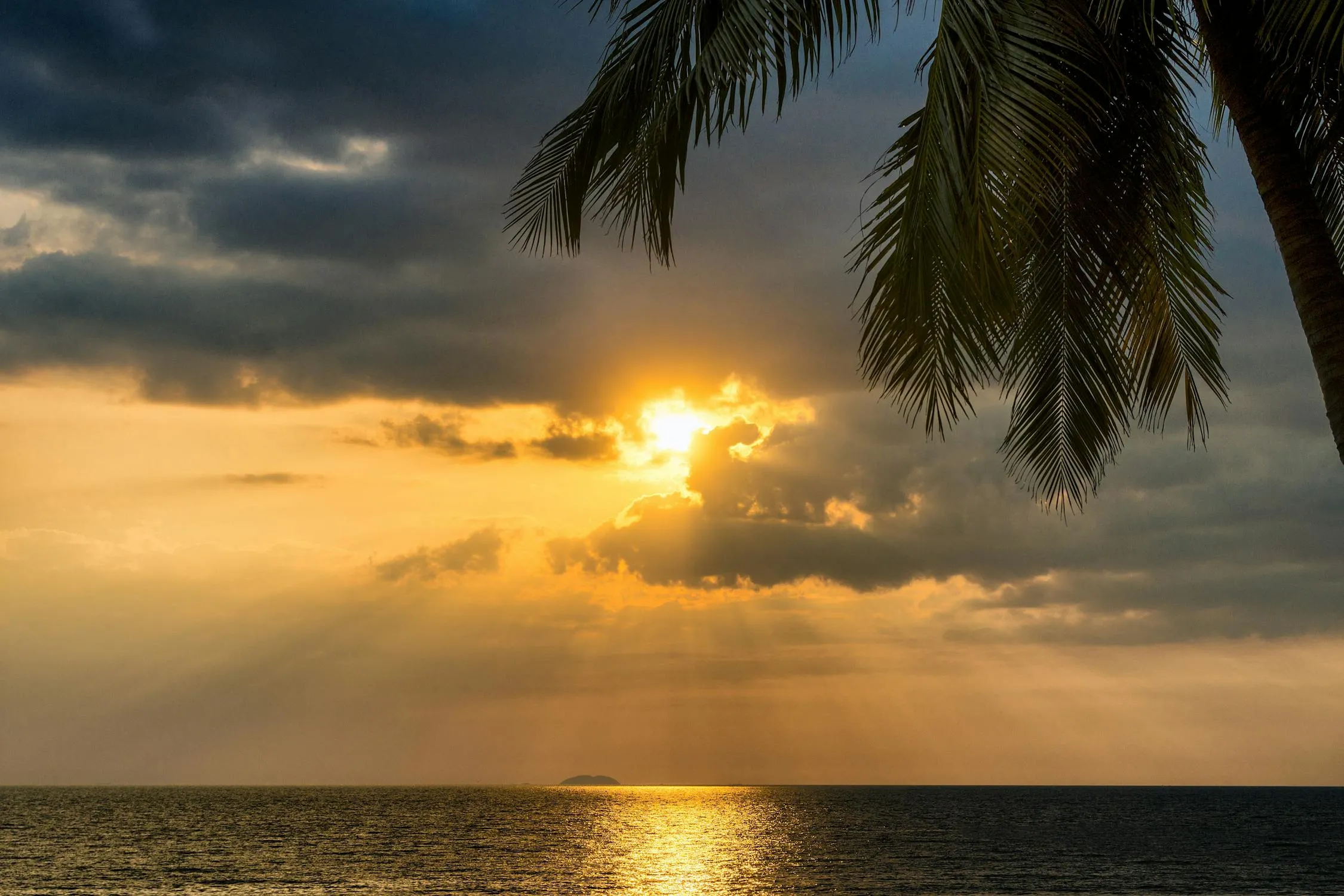 Tropical Sunset with Palm Tree and Gentle Waves Wallpaper